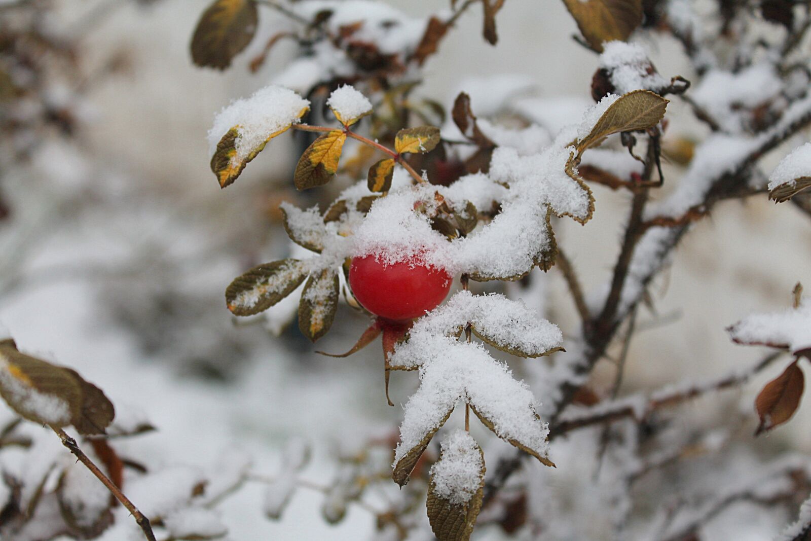 Canon EOS 1100D (EOS Rebel T3 / EOS Kiss X50) sample photo. Rose hip, the first photography