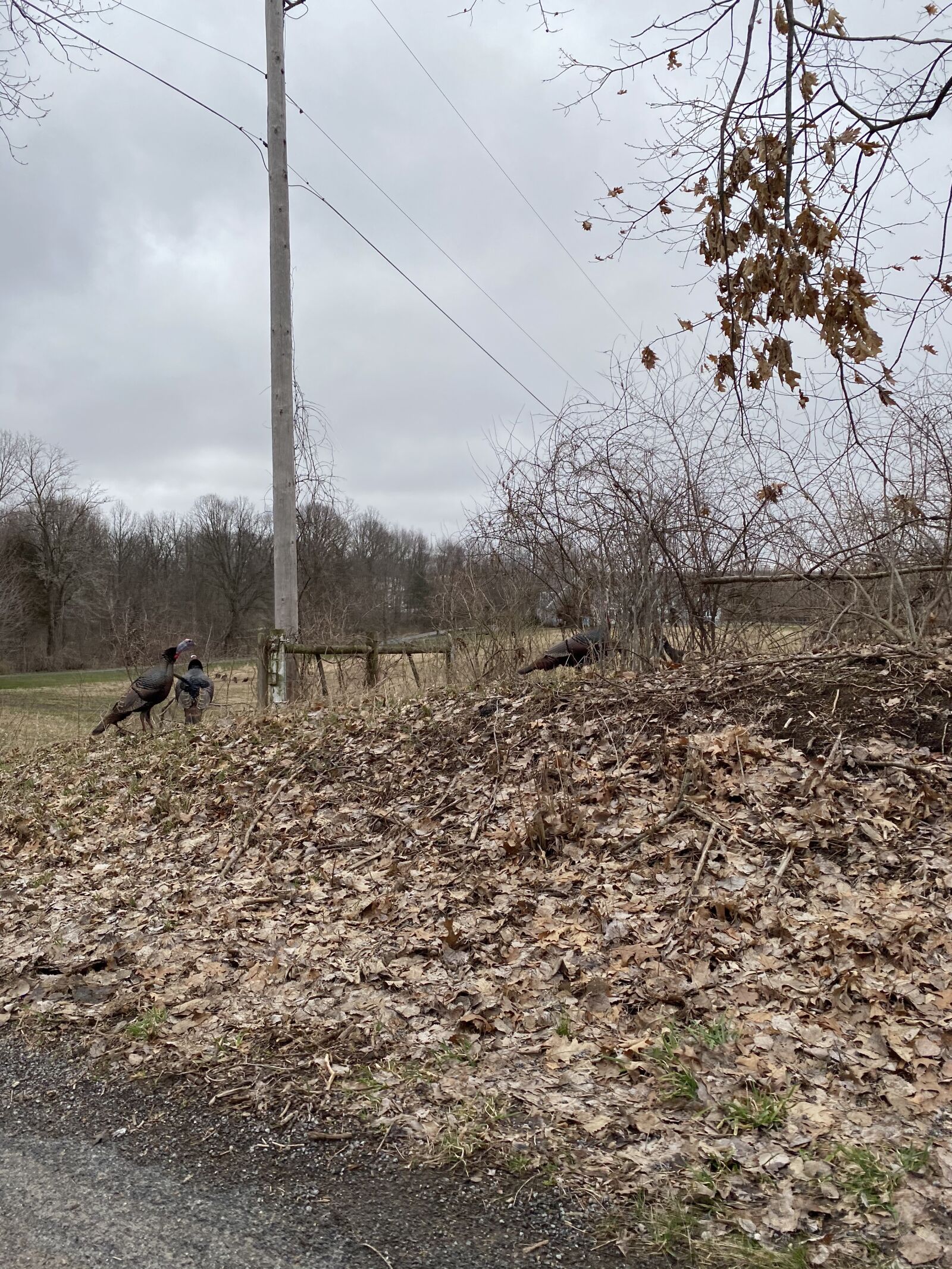 Apple iPhone 11 sample photo. Wild turkey, michigan, spring photography