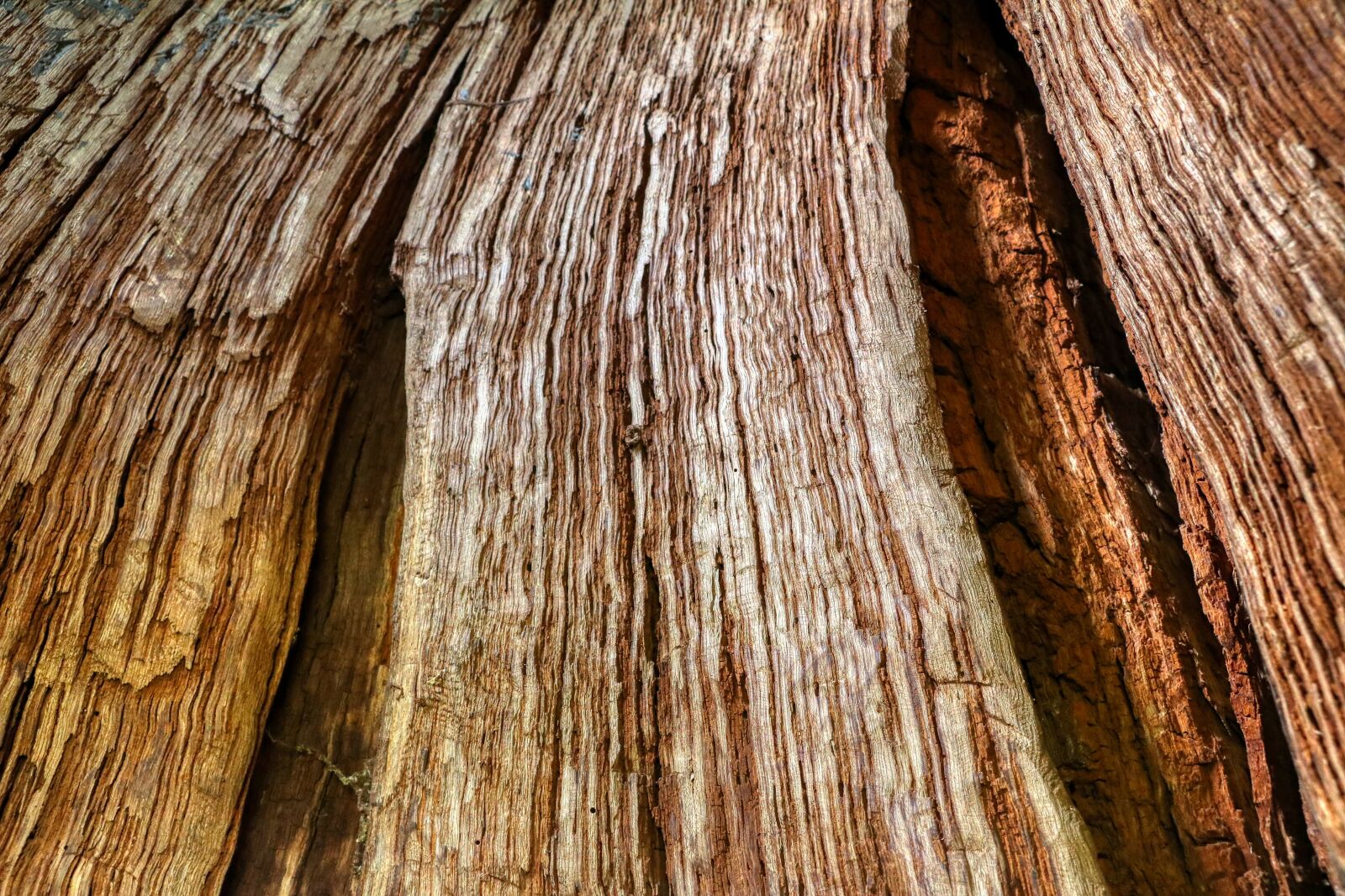 Canon EOS 80D sample photo. Structure, tree, wood photography