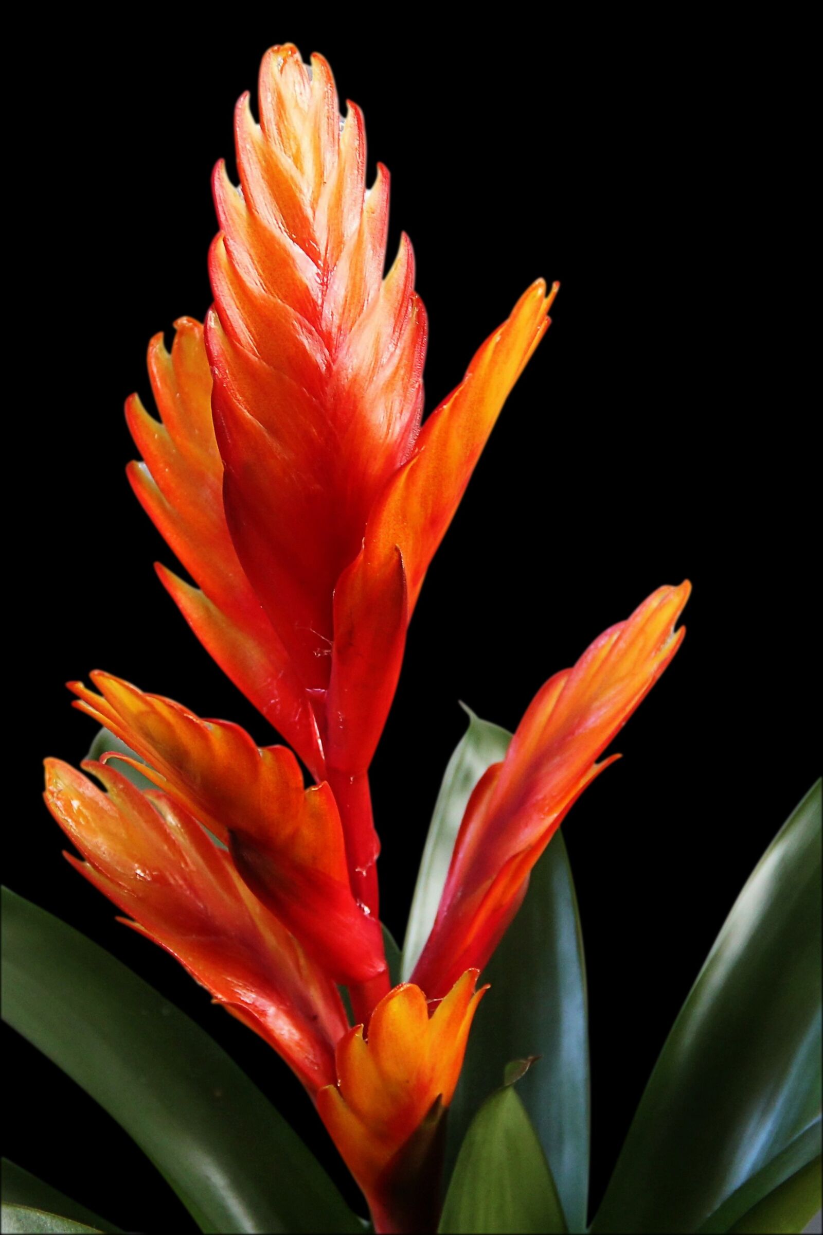 Canon EOS 1100D (EOS Rebel T3 / EOS Kiss X50) sample photo. Bromeliad, vriesea, red photography