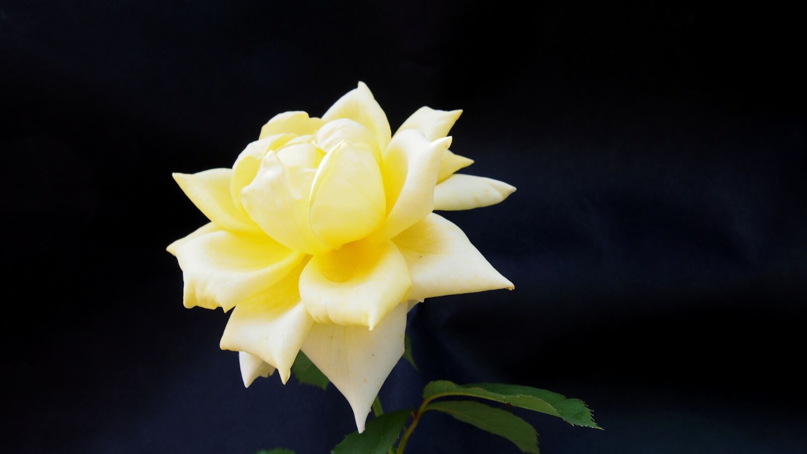 Olympus PEN E-PL6 sample photo. Rose, flower, rose flower photography