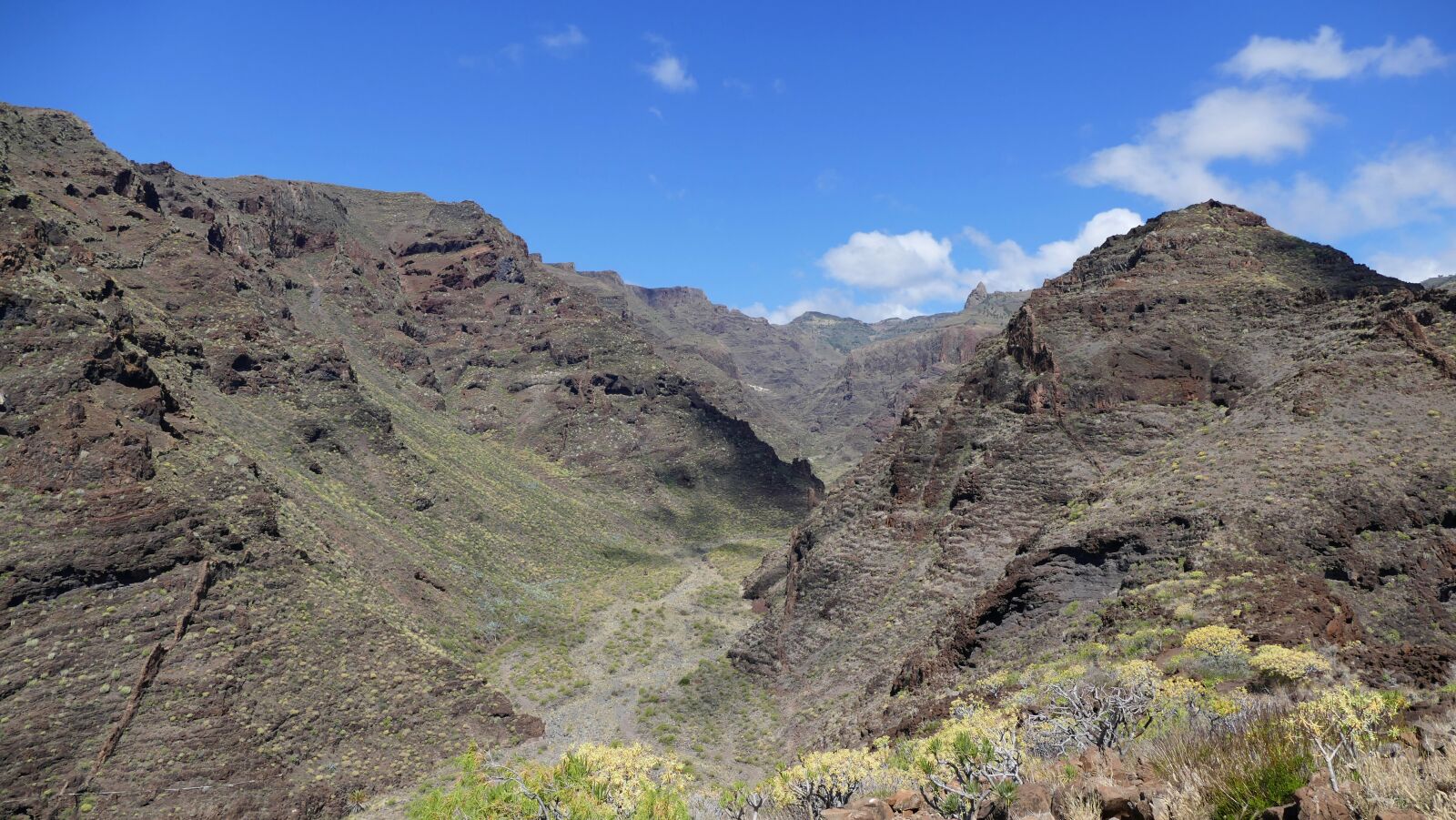 Panasonic Lumix DMC-FZ1000 sample photo. La reptiles, canary island photography