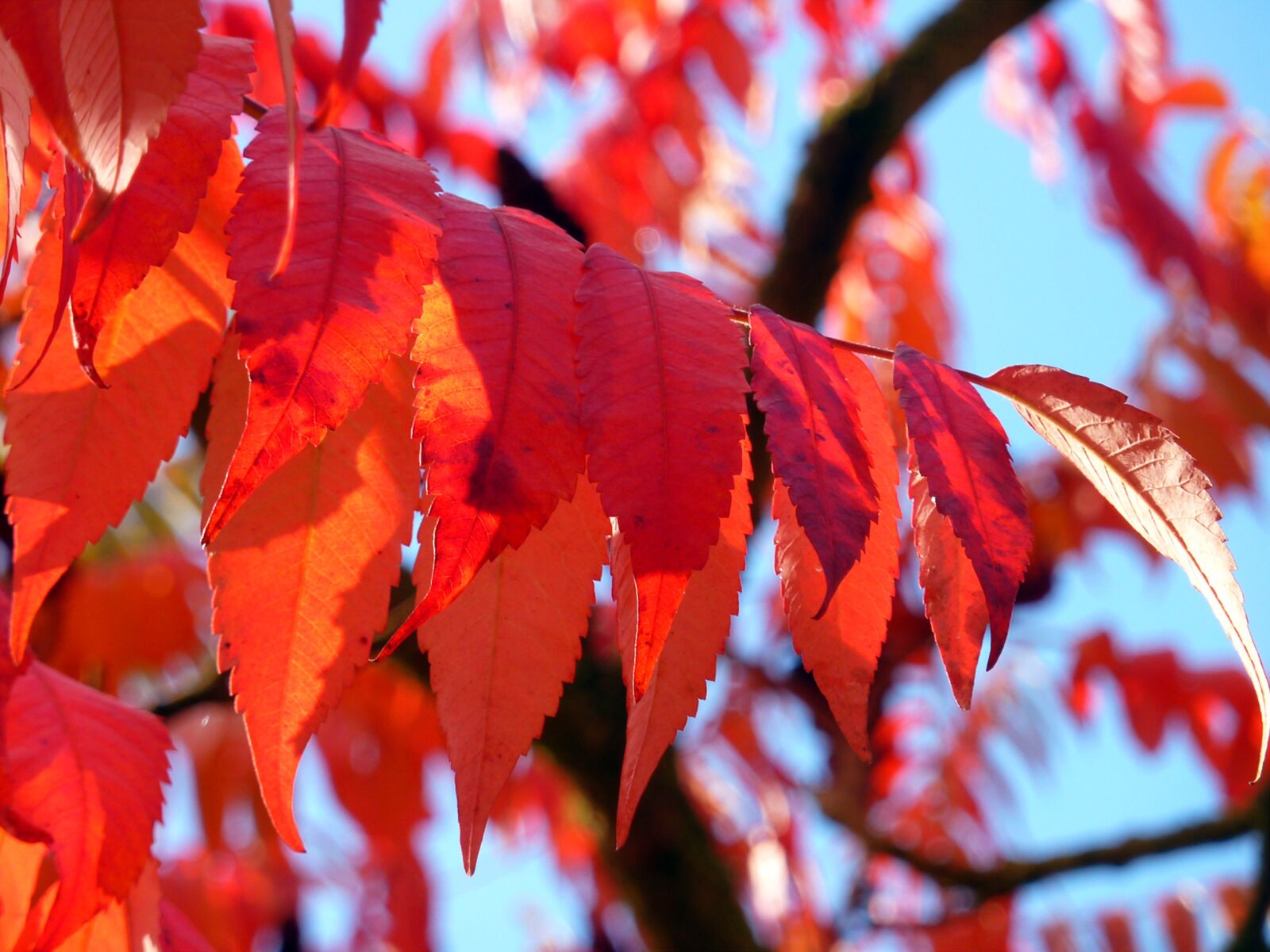 Panasonic DMC-TZ7 sample photo. Autumn, autumn leaf, fall photography