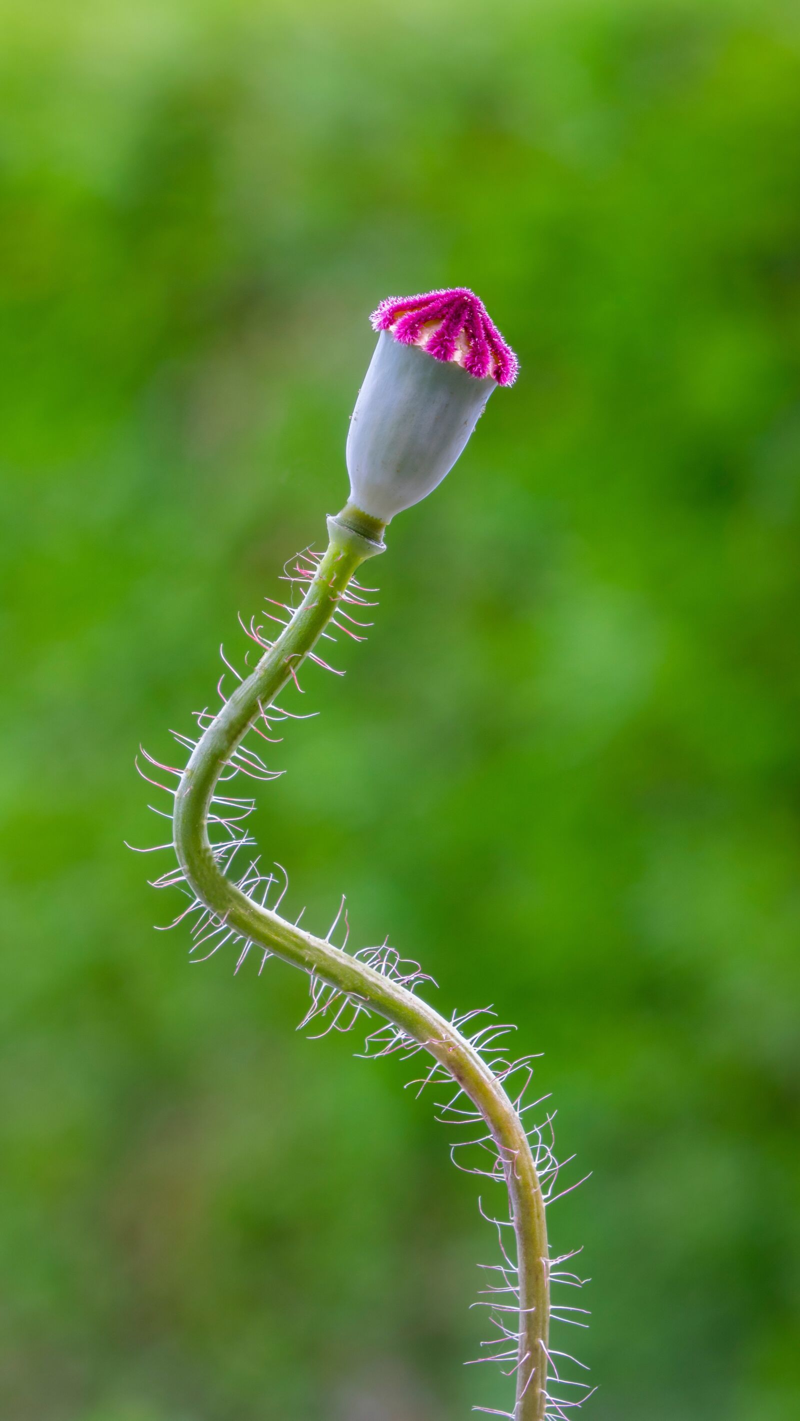 24-200mm F2.8 sample photo. Boll, poppy, poppy seed photography