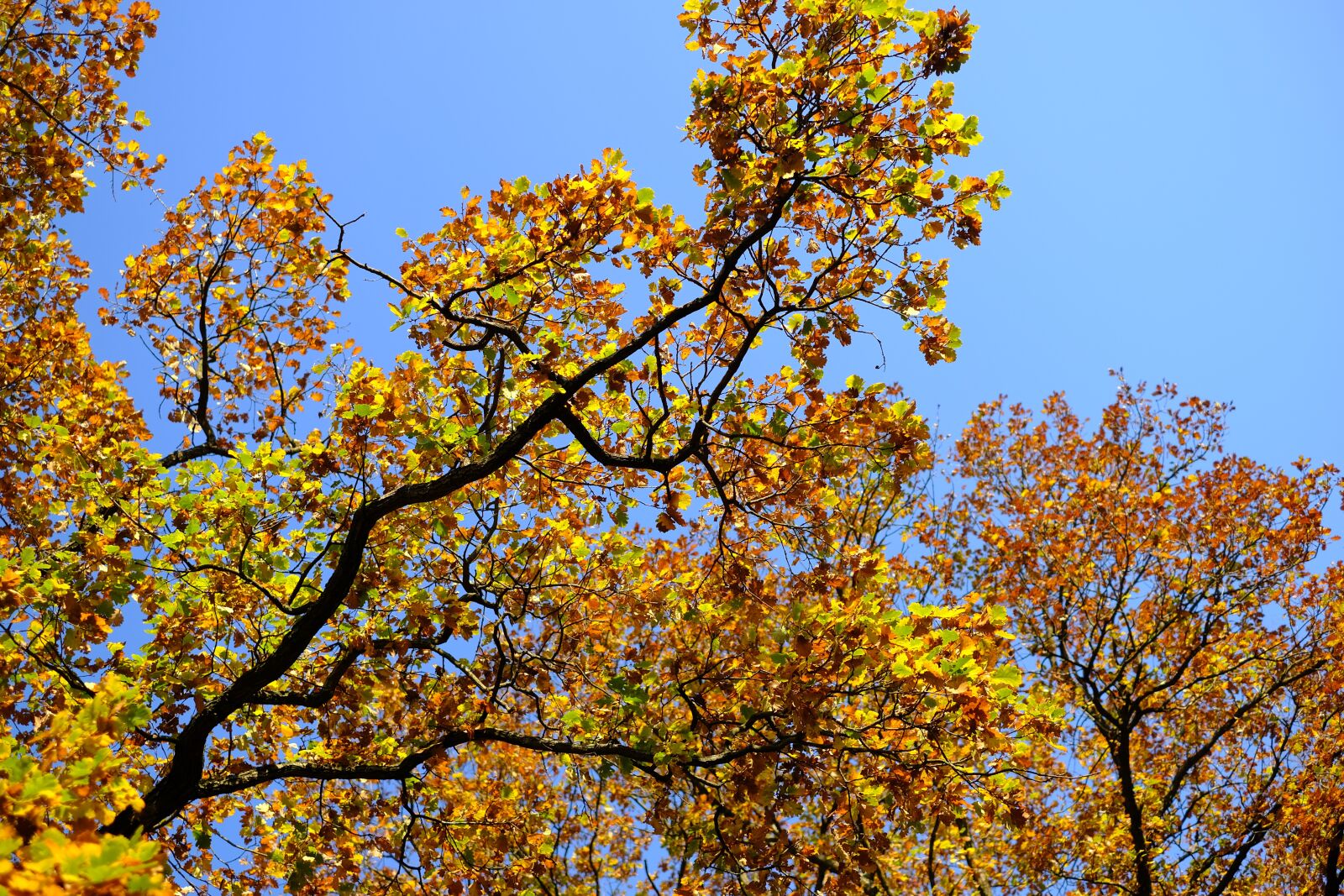 Fujifilm X-T2 + Fujifilm XF 35mm F1.4 R sample photo. Oak, oak leaves, leaf photography