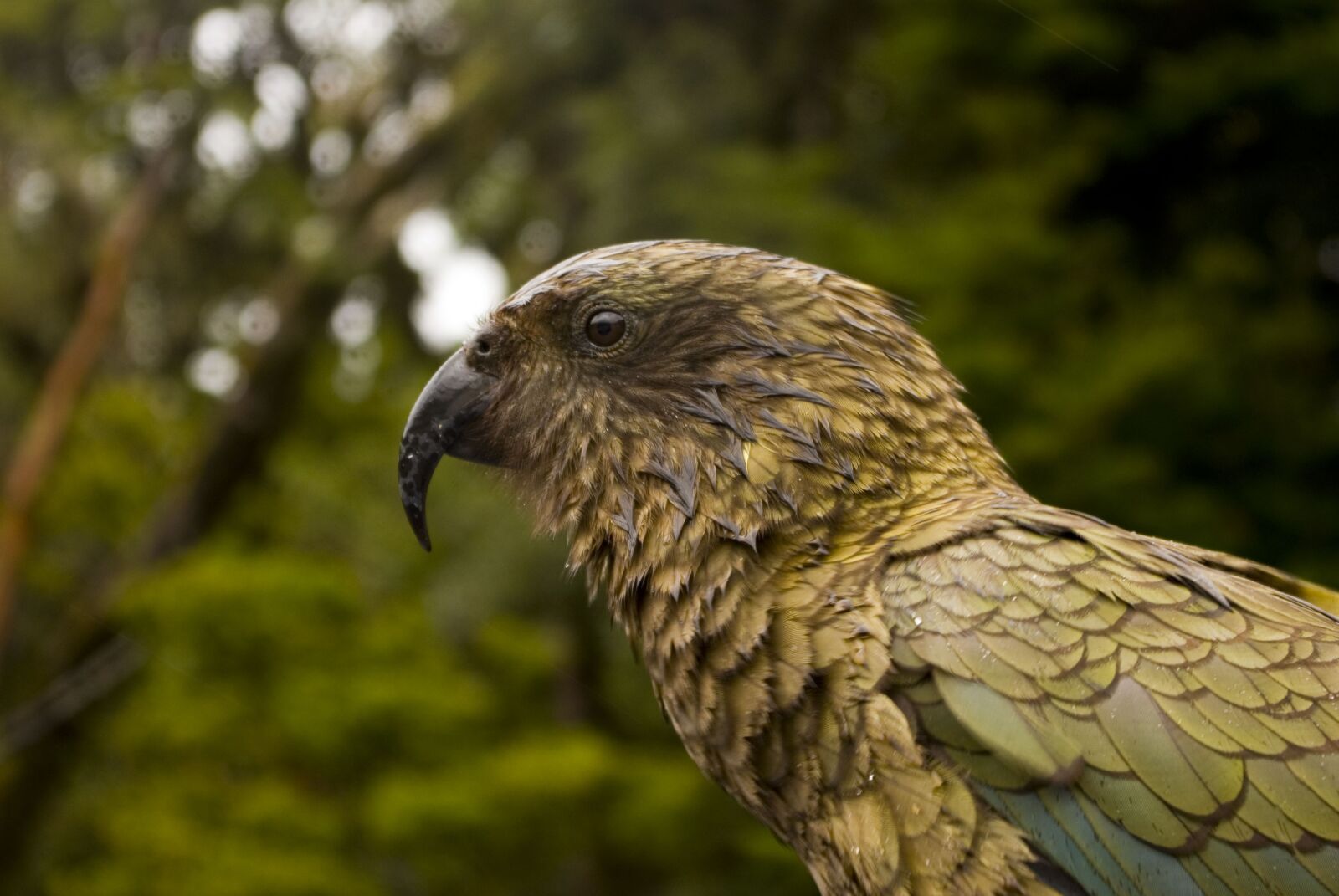 Pentax K200D sample photo. Kea parrot, kea, parrot photography