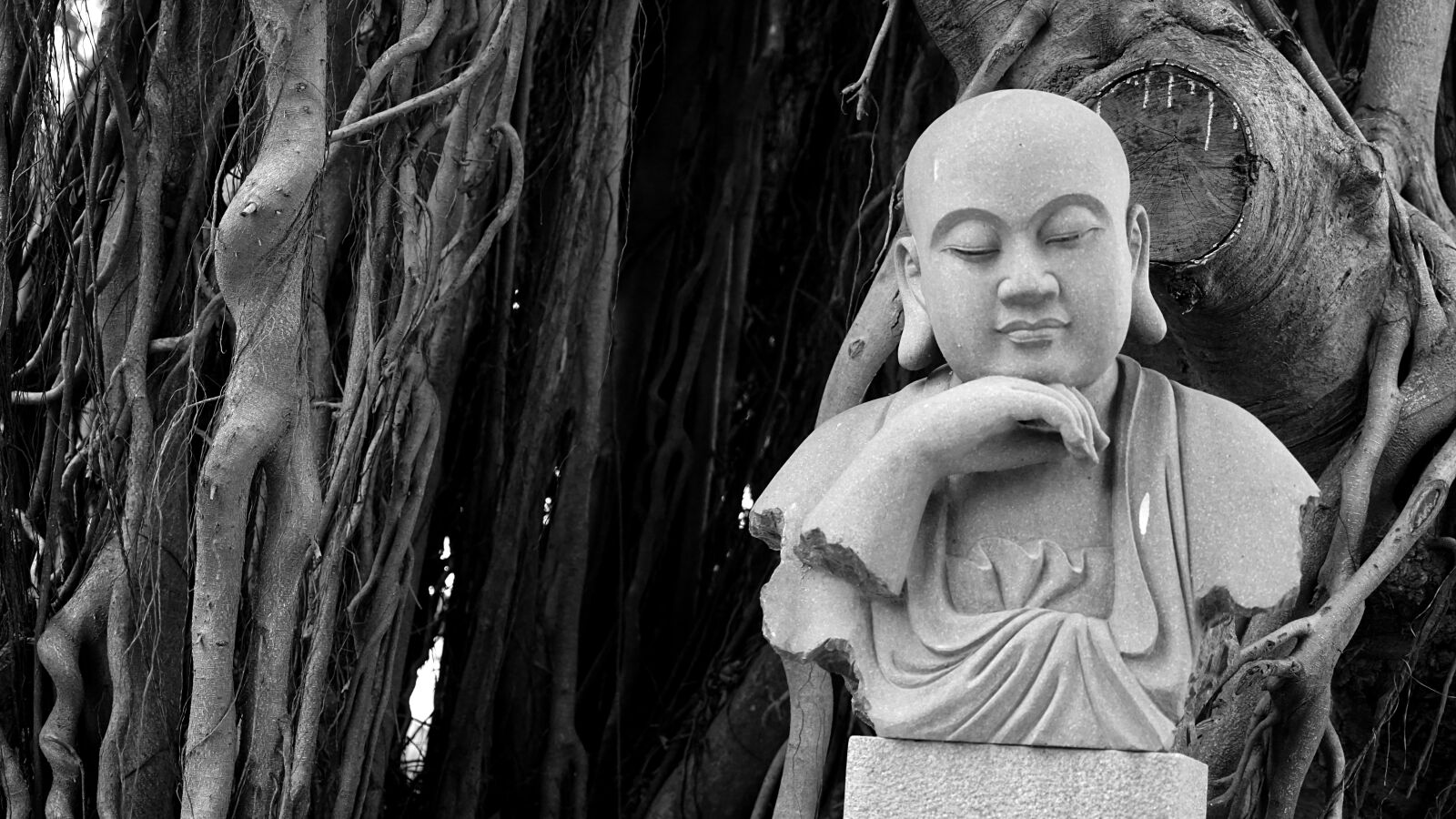 Sony a7 II + Sony Vario Tessar T* FE 24-70mm F4 ZA OSS sample photo. Buddha, banyan tree, religion photography