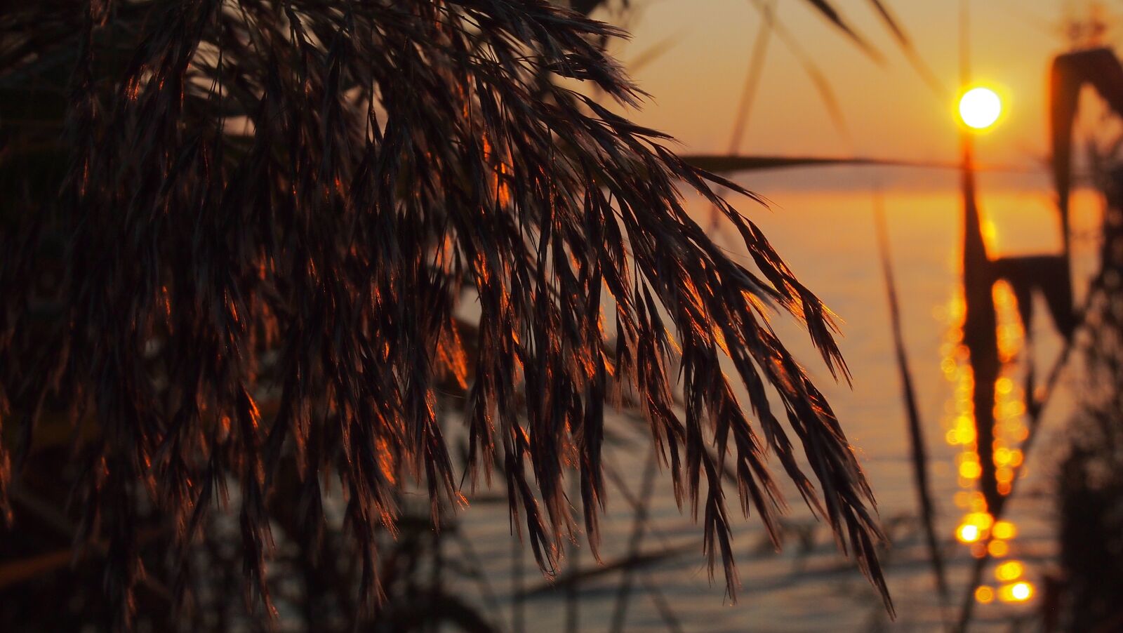 Olympus PEN E-PL3 sample photo. Dawn, reed, lake photography
