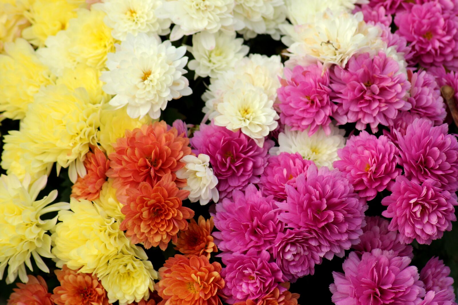 Canon EOS 1200D (EOS Rebel T5 / EOS Kiss X70 / EOS Hi) sample photo. Chrysanthemum, autumn flowers, colorful photography