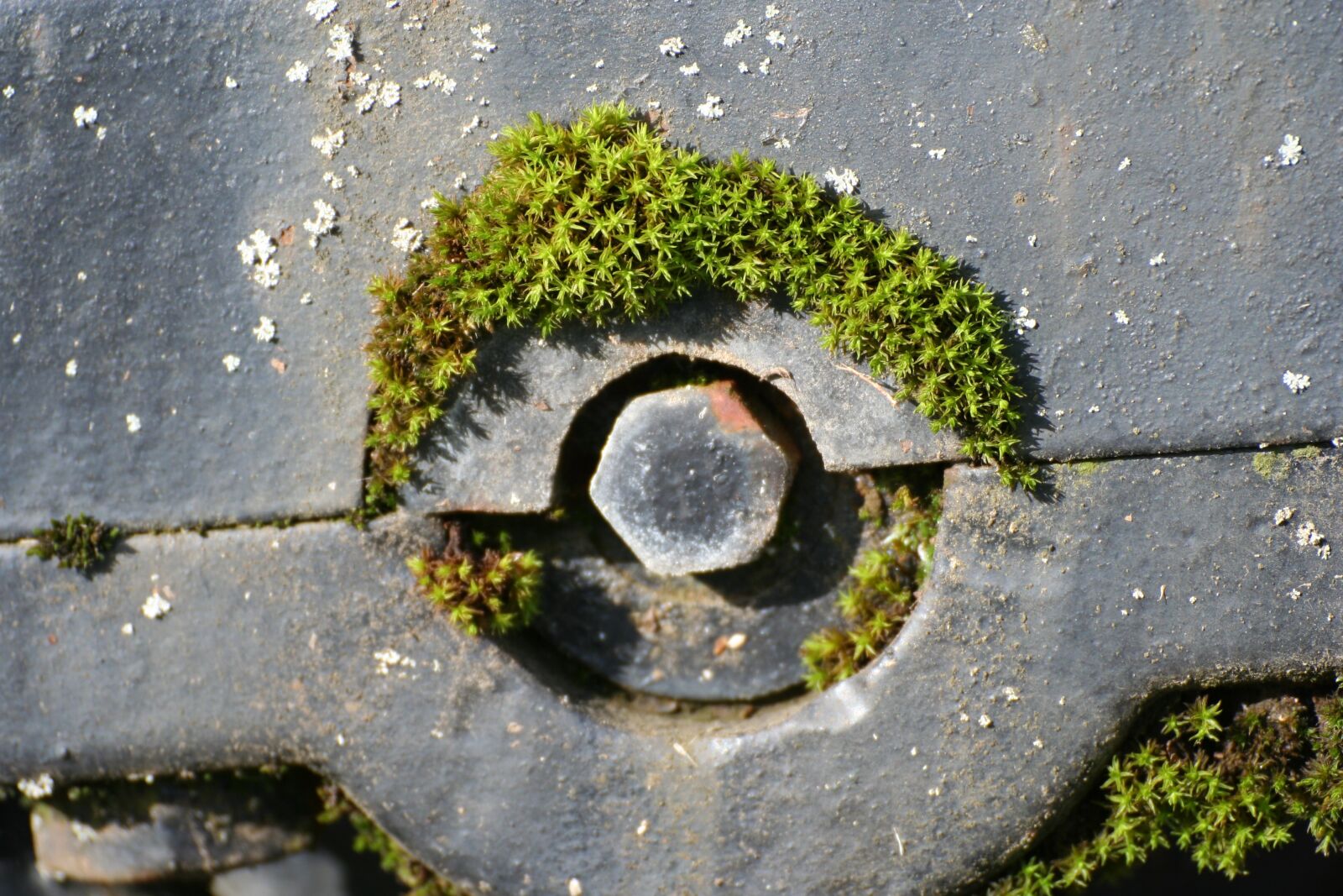 Canon EOS 350D (EOS Digital Rebel XT / EOS Kiss Digital N) sample photo. Moss, screw, metal photography