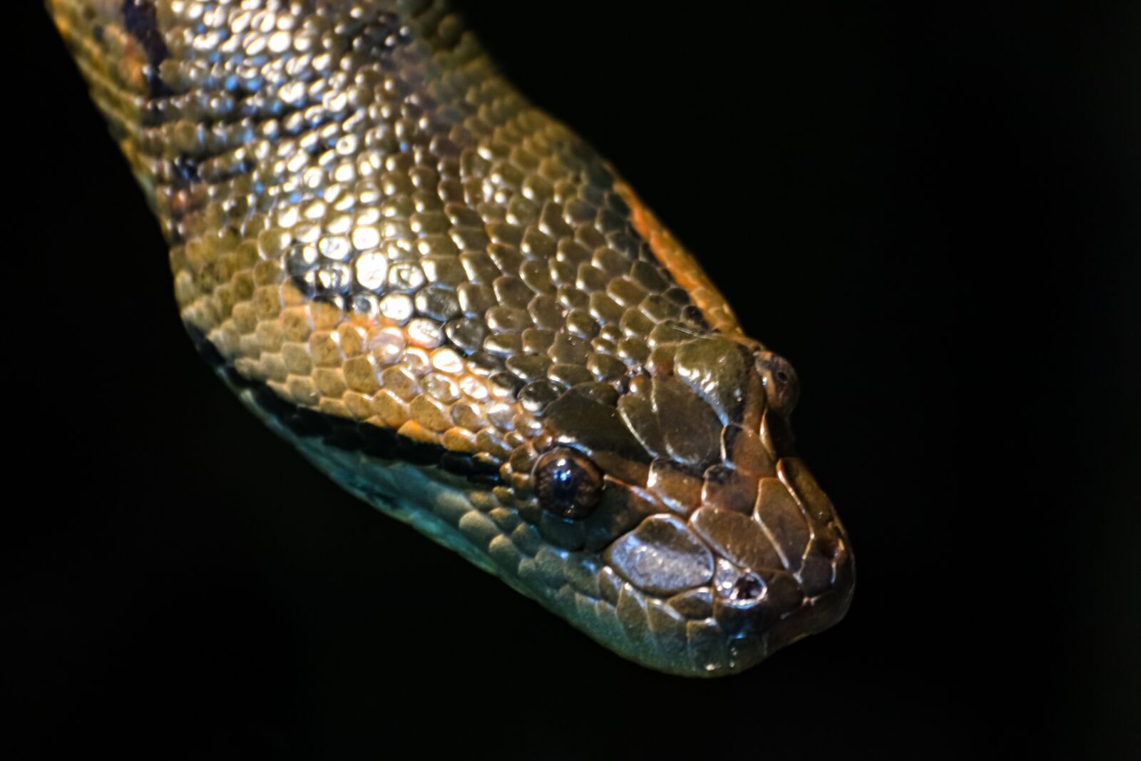 Canon EOS 800D (EOS Rebel T7i / EOS Kiss X9i) sample photo. Python, snake, reptile photography