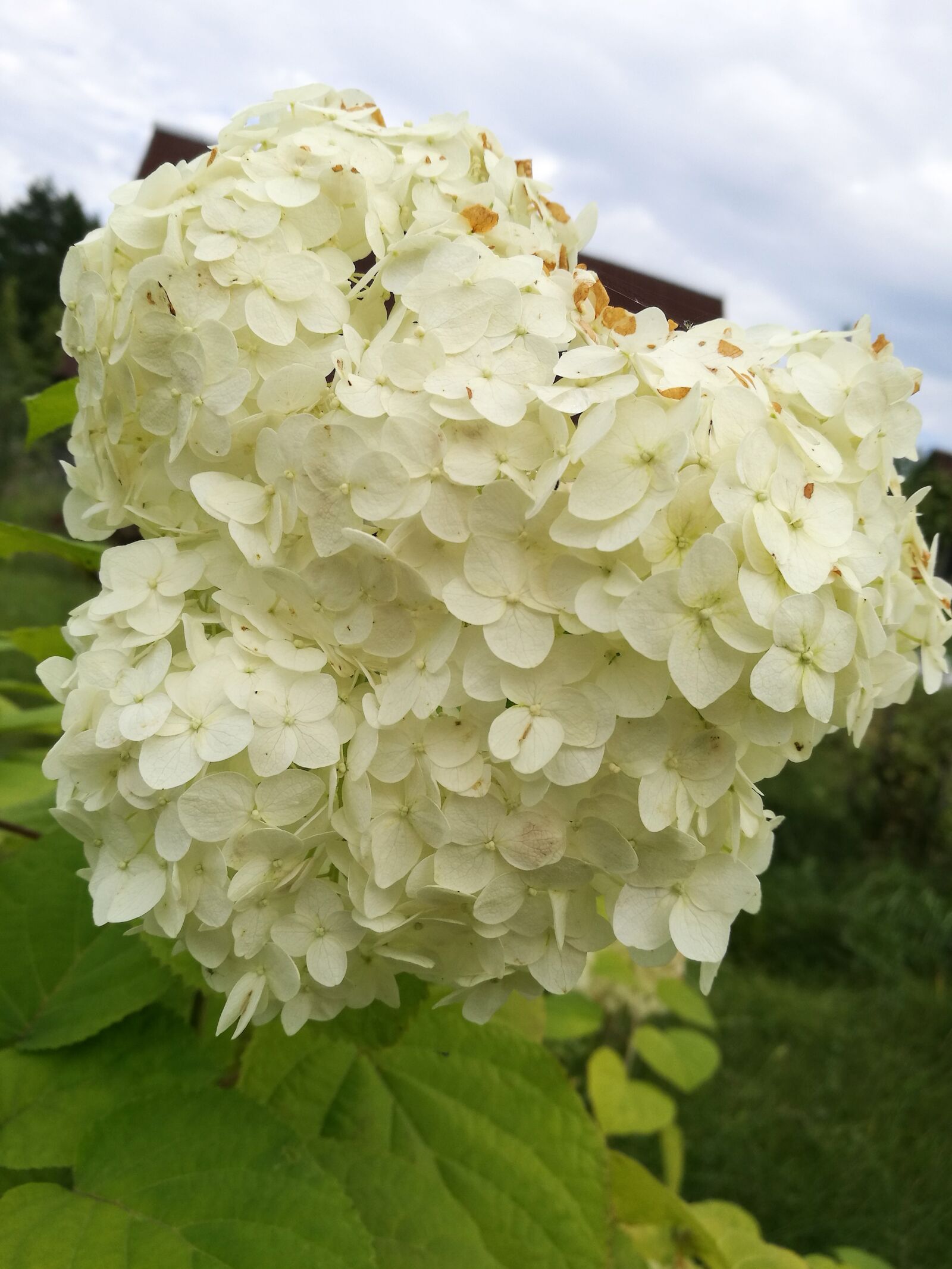 HUAWEI P9 sample photo. Hydrangea, macro, flowers photography