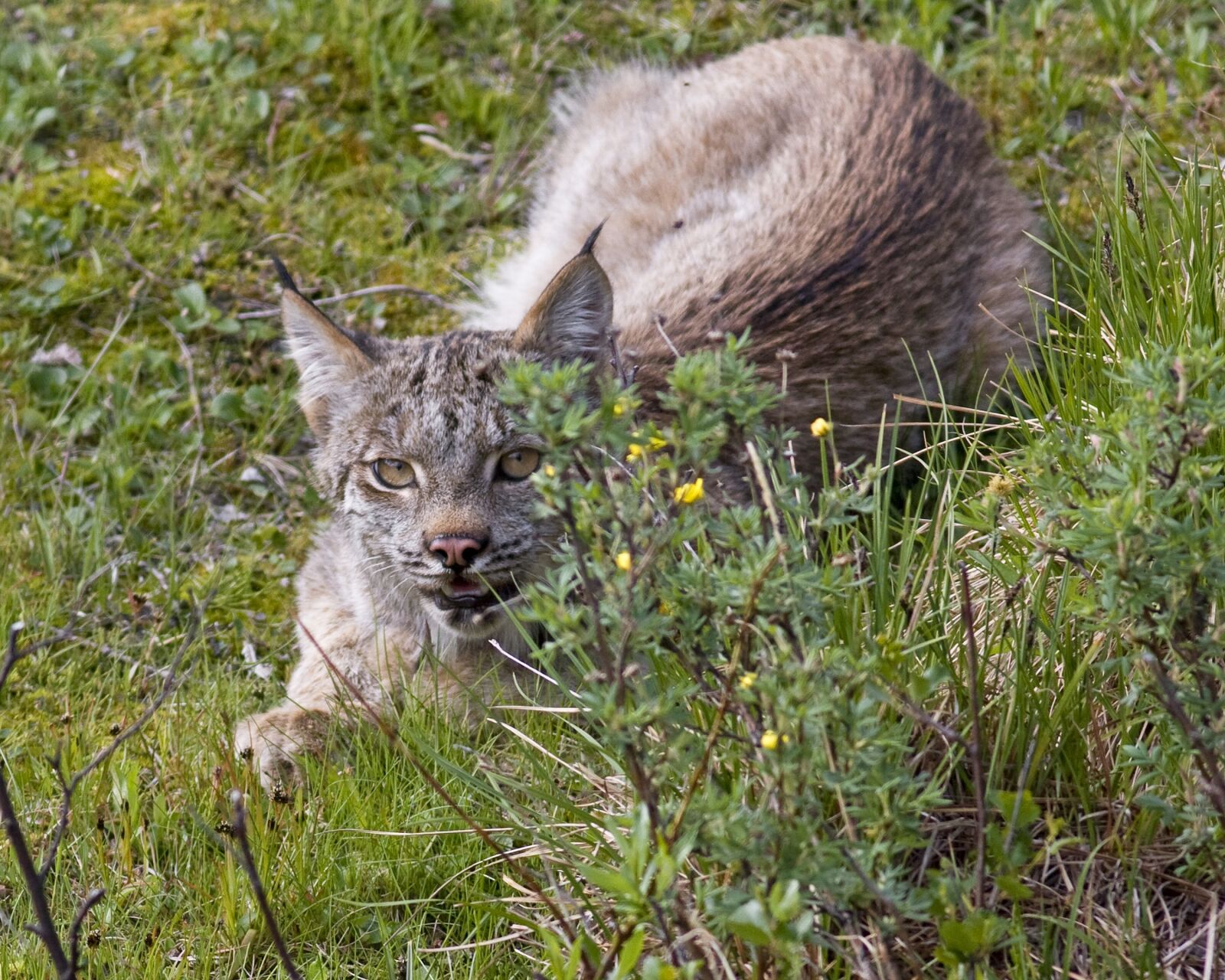 Canon EOS 40D sample photo. Bobcat, lynx, predator photography