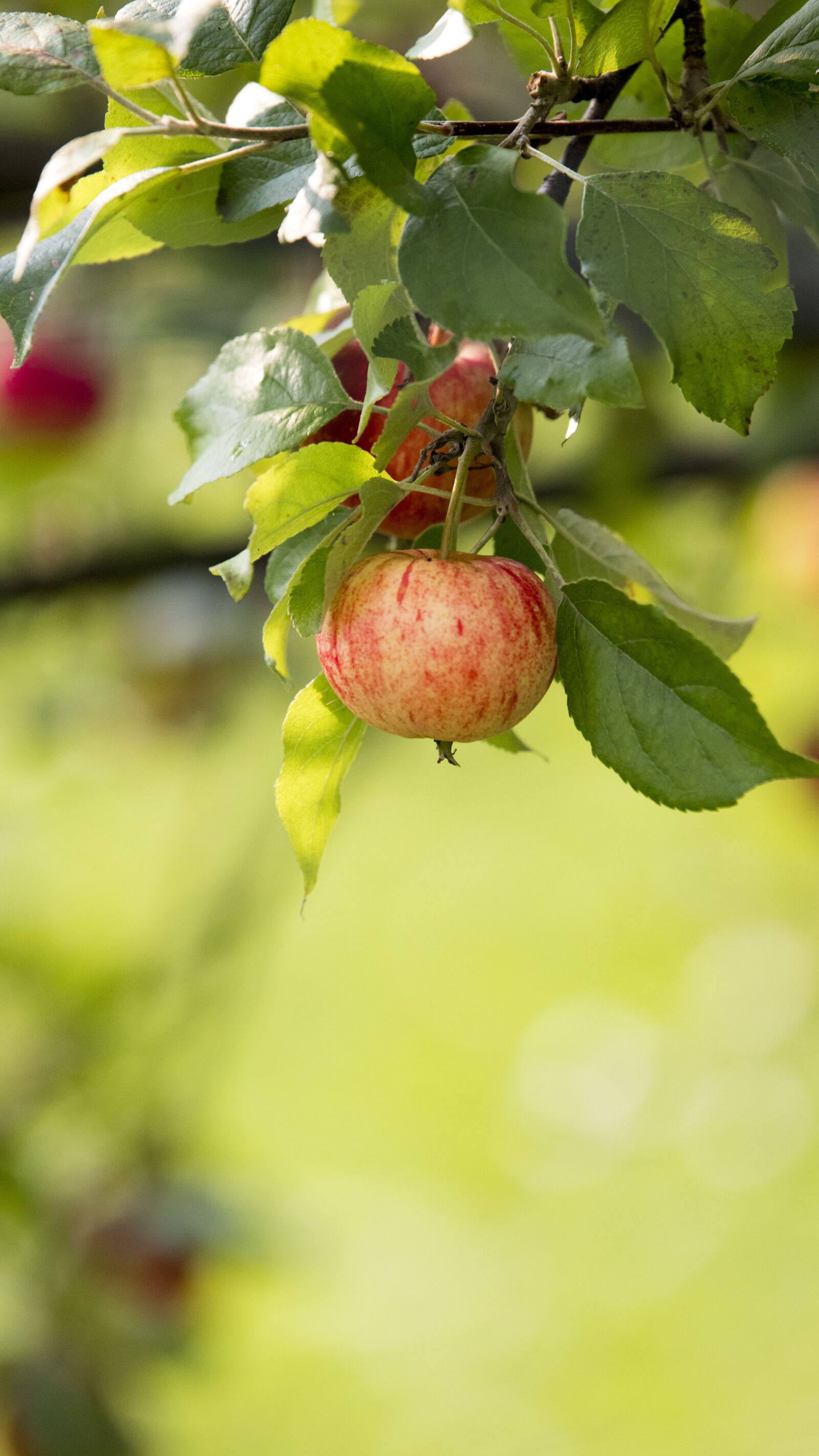 Canon EOS 800D (EOS Rebel T7i / EOS Kiss X9i) sample photo. Apple, fruit, tree photography