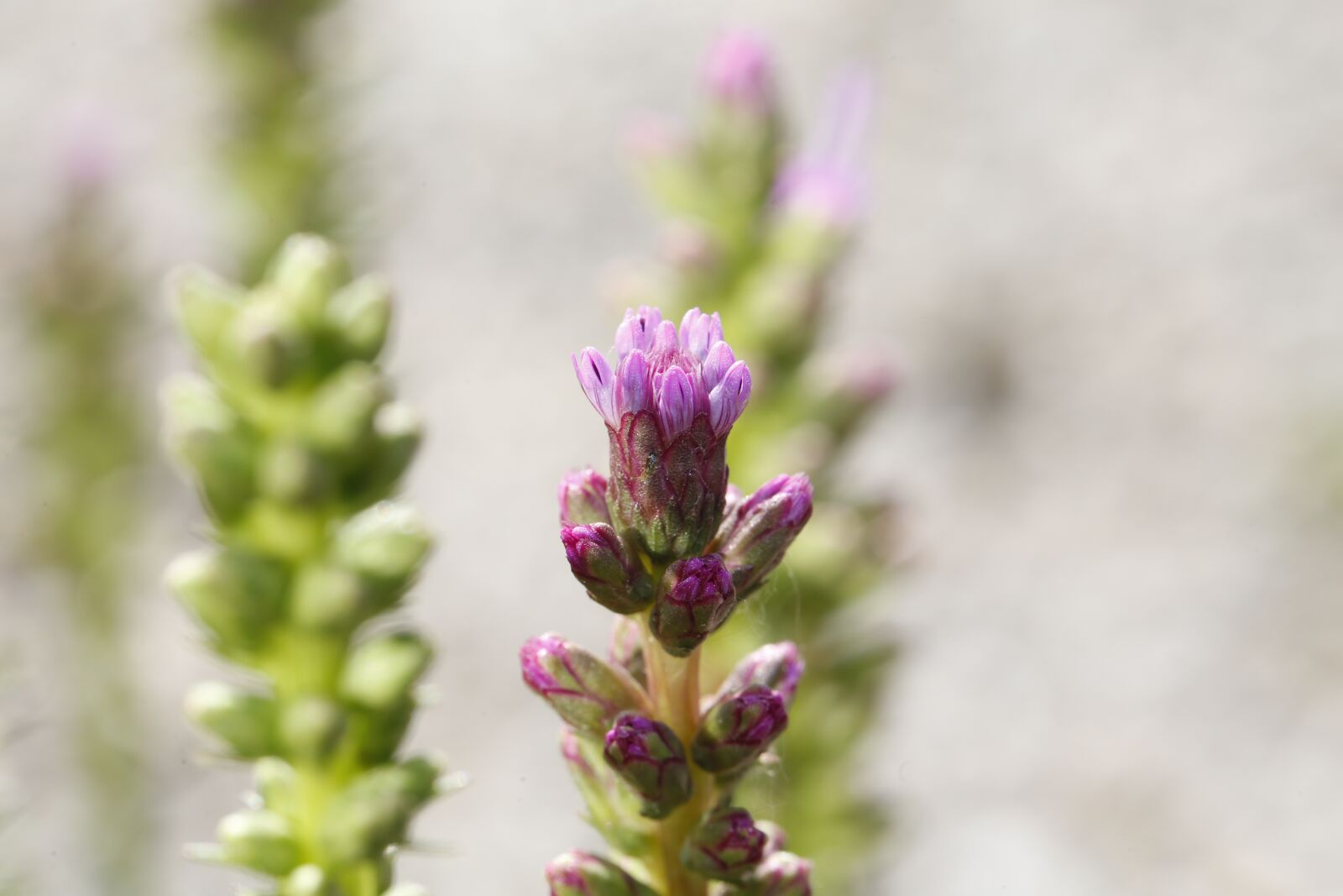 Canon EF 100mm F2.8L Macro IS USM sample photo. Flower, blossom, bloom photography