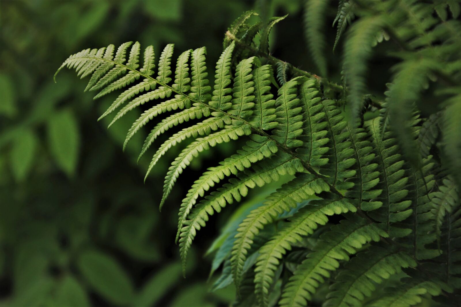 Canon EOS 80D sample photo. Grow, green, ferns photography