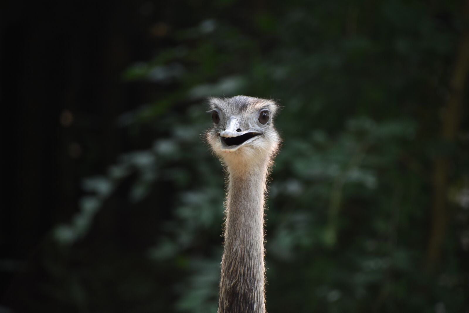 Nikon D7200 sample photo. The ostrich, rhea, positive photography