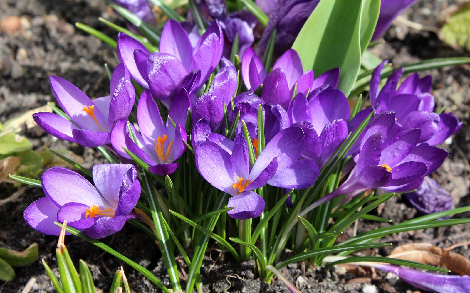 Canon EOS 1200D (EOS Rebel T5 / EOS Kiss X70 / EOS Hi) sample photo. Crocus, spring flowers, violet photography