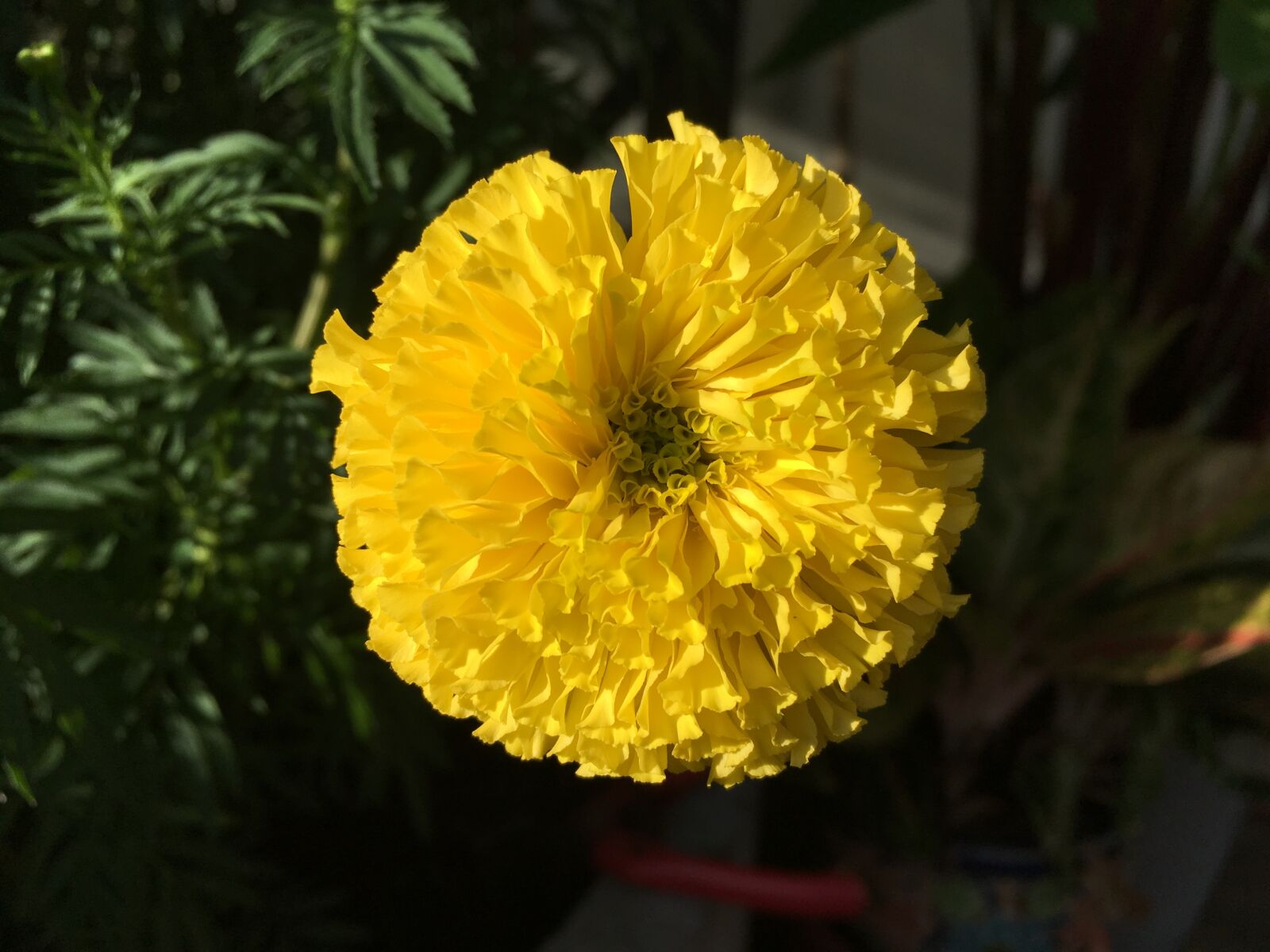 Apple iPhone SE sample photo. Marigold flower, marigold, a photography