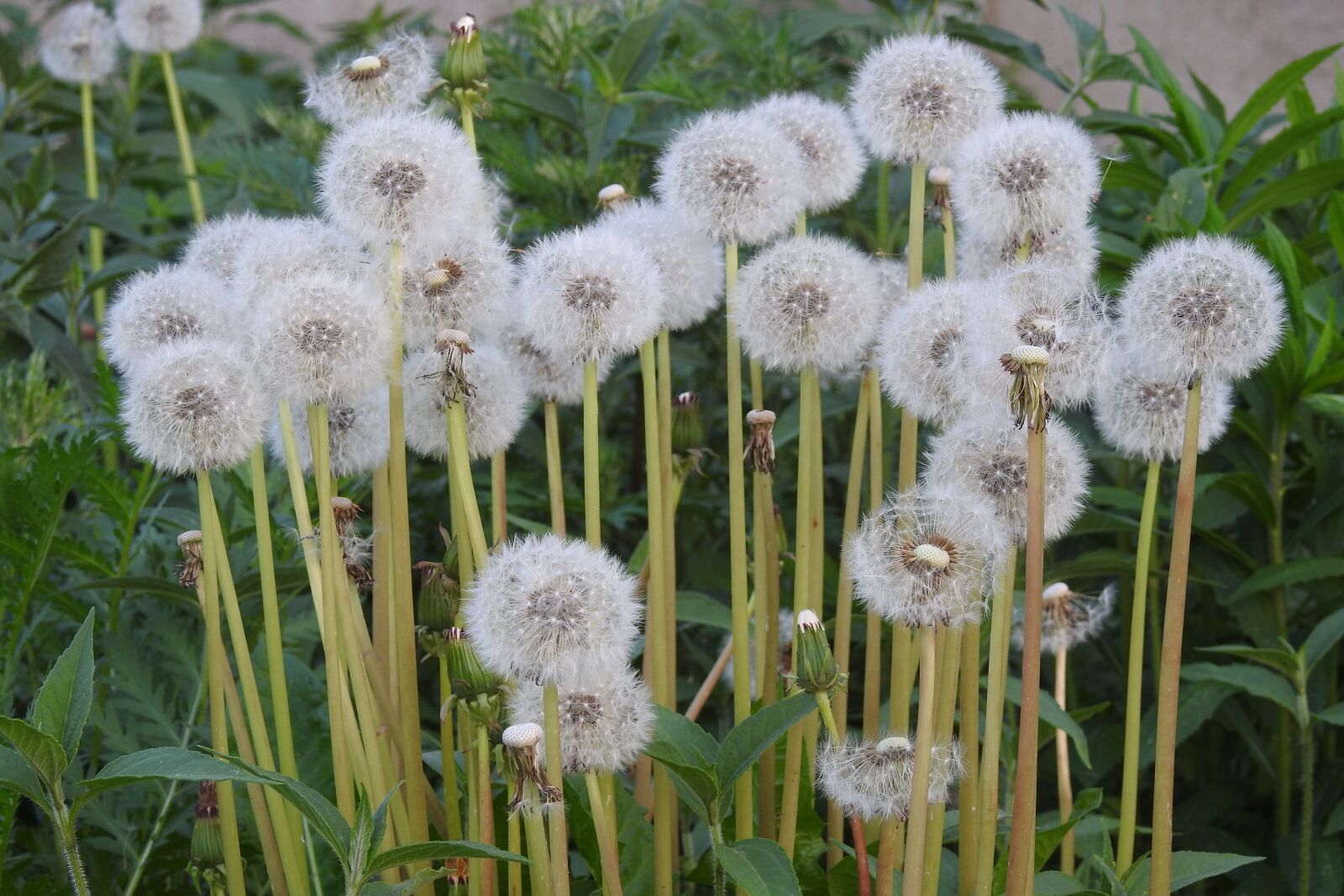 Nikon Coolpix P900 sample photo. Sonchus oleraceus, dandelion, spring photography