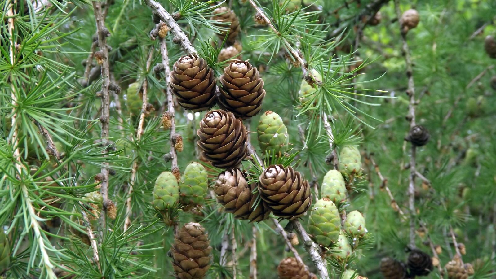 Fujifilm FinePix S3400 sample photo. Flora, needle, larch cones photography