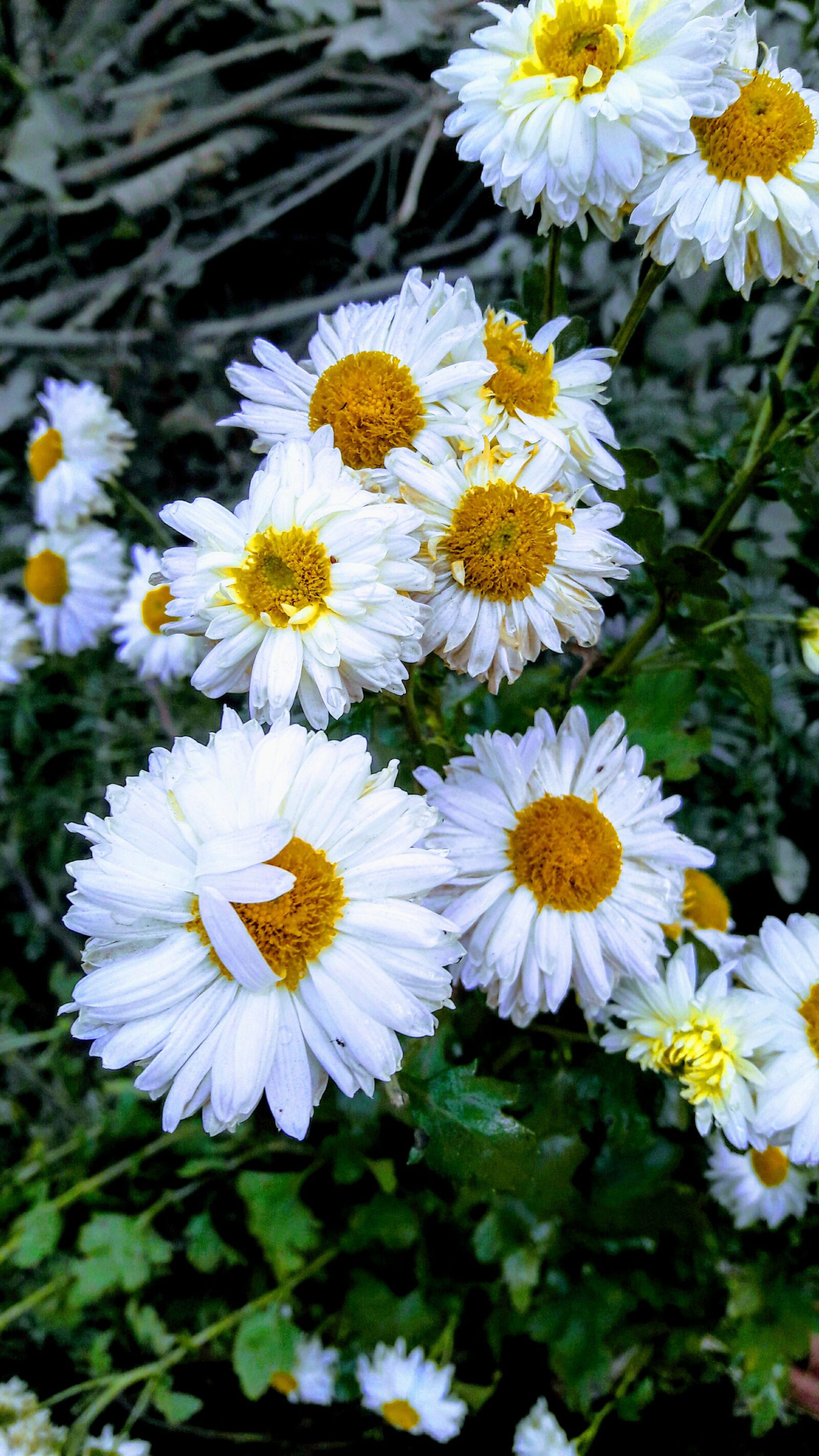 Samsung Galaxy J7 sample photo. Beautiful flowers, very sweet photography