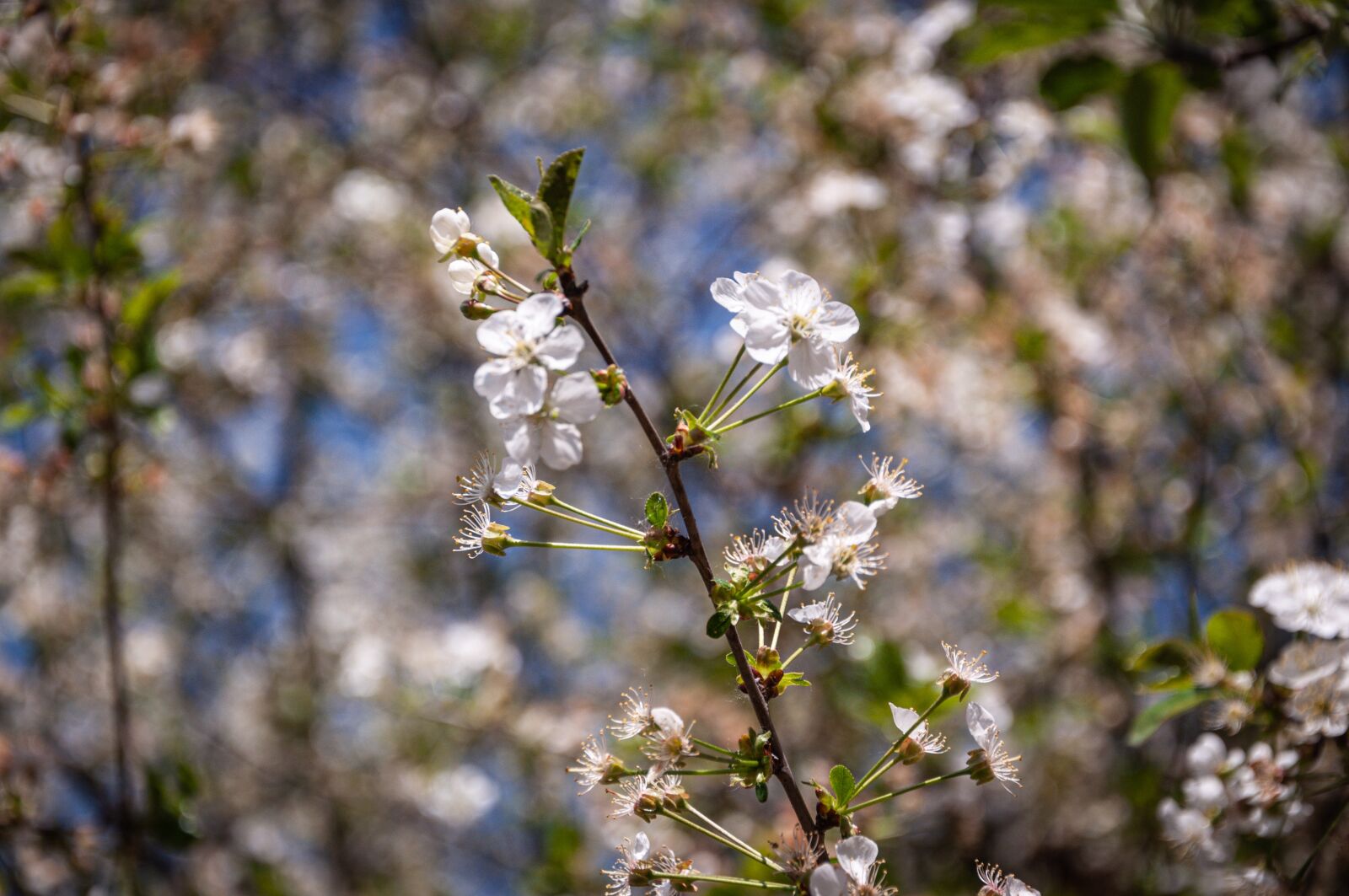 Nikon D90 sample photo. White, flower, spring photography