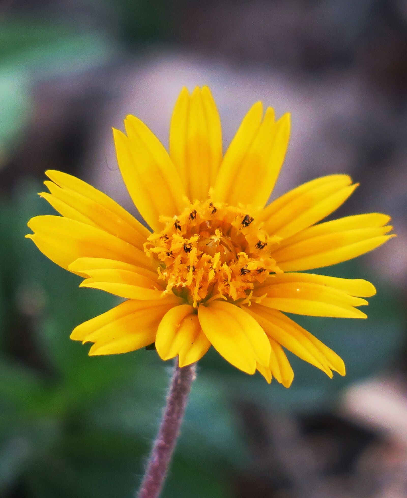 Canon PowerShot G3 X sample photo. Wedelia, nature, flower photography