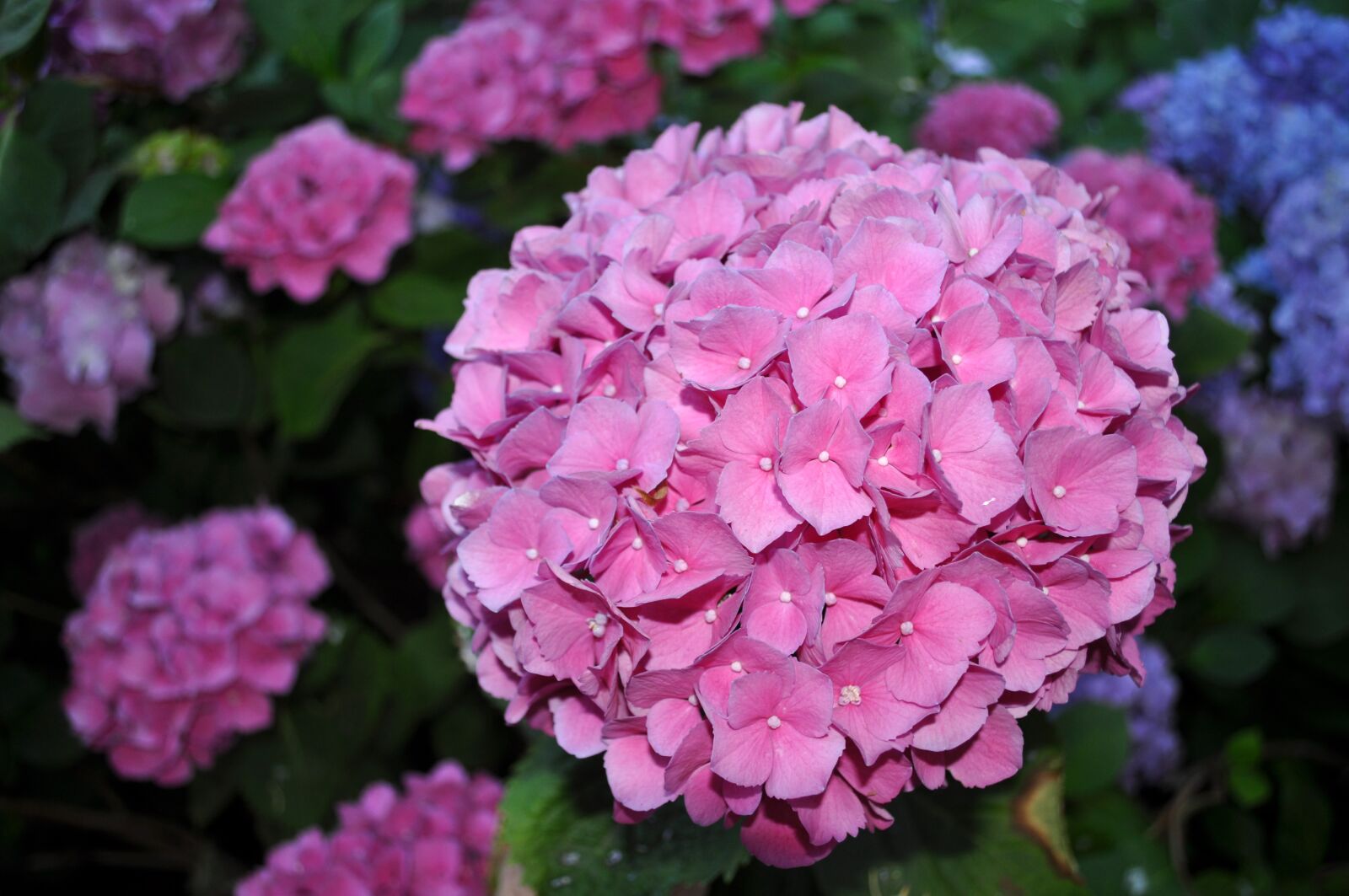 Nikon D5000 sample photo. Hydrangea, pink hydrangea, blossom photography