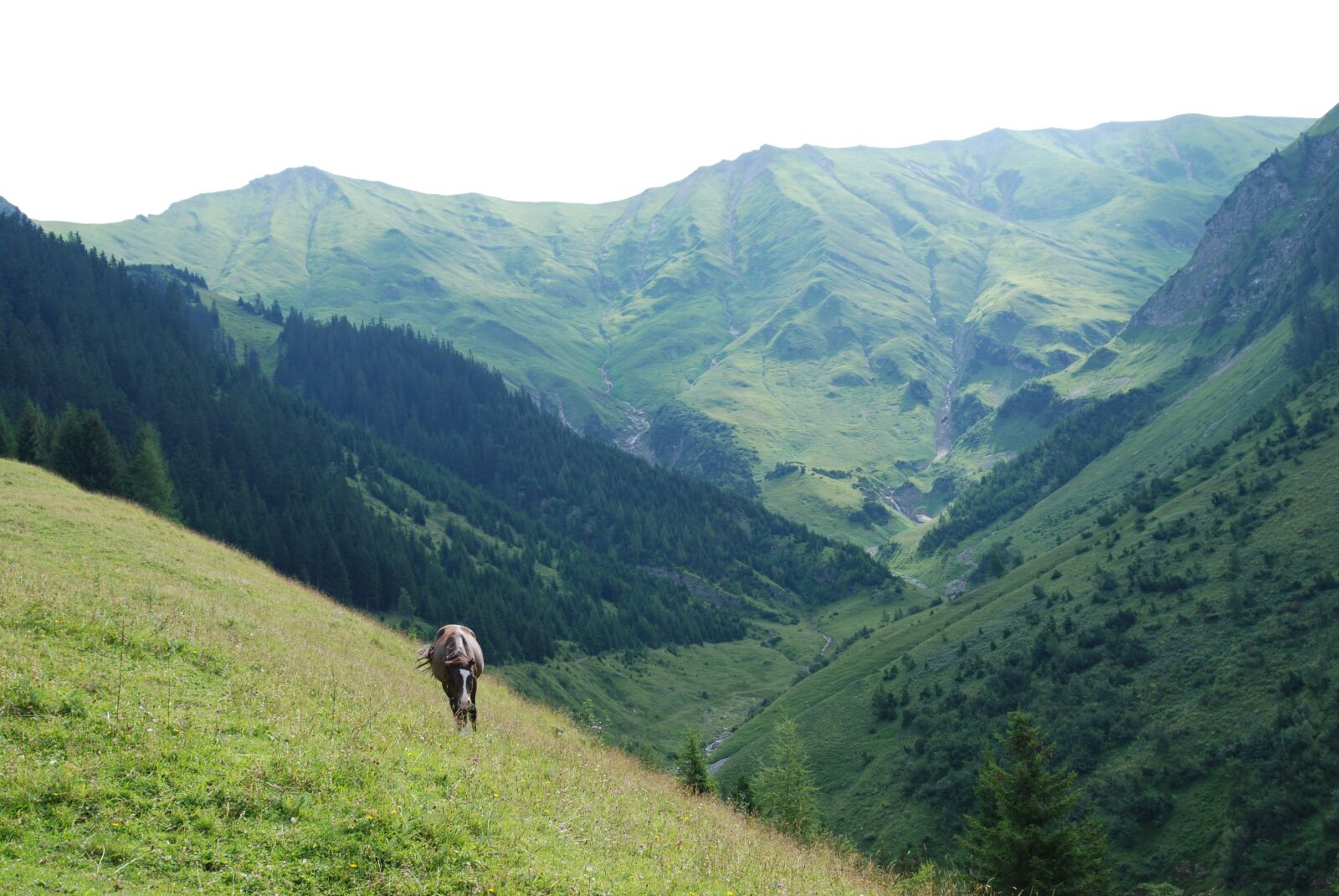Nikon D80 sample photo. Alm, mountains, nature photography