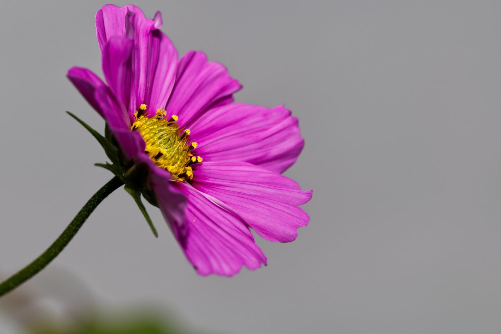 Nikon D5500 sample photo. Flower, blossom, bloom photography