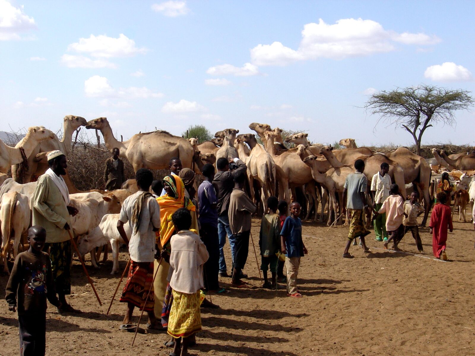 Sony DSC-S90 sample photo. Ethiopians, camels photography