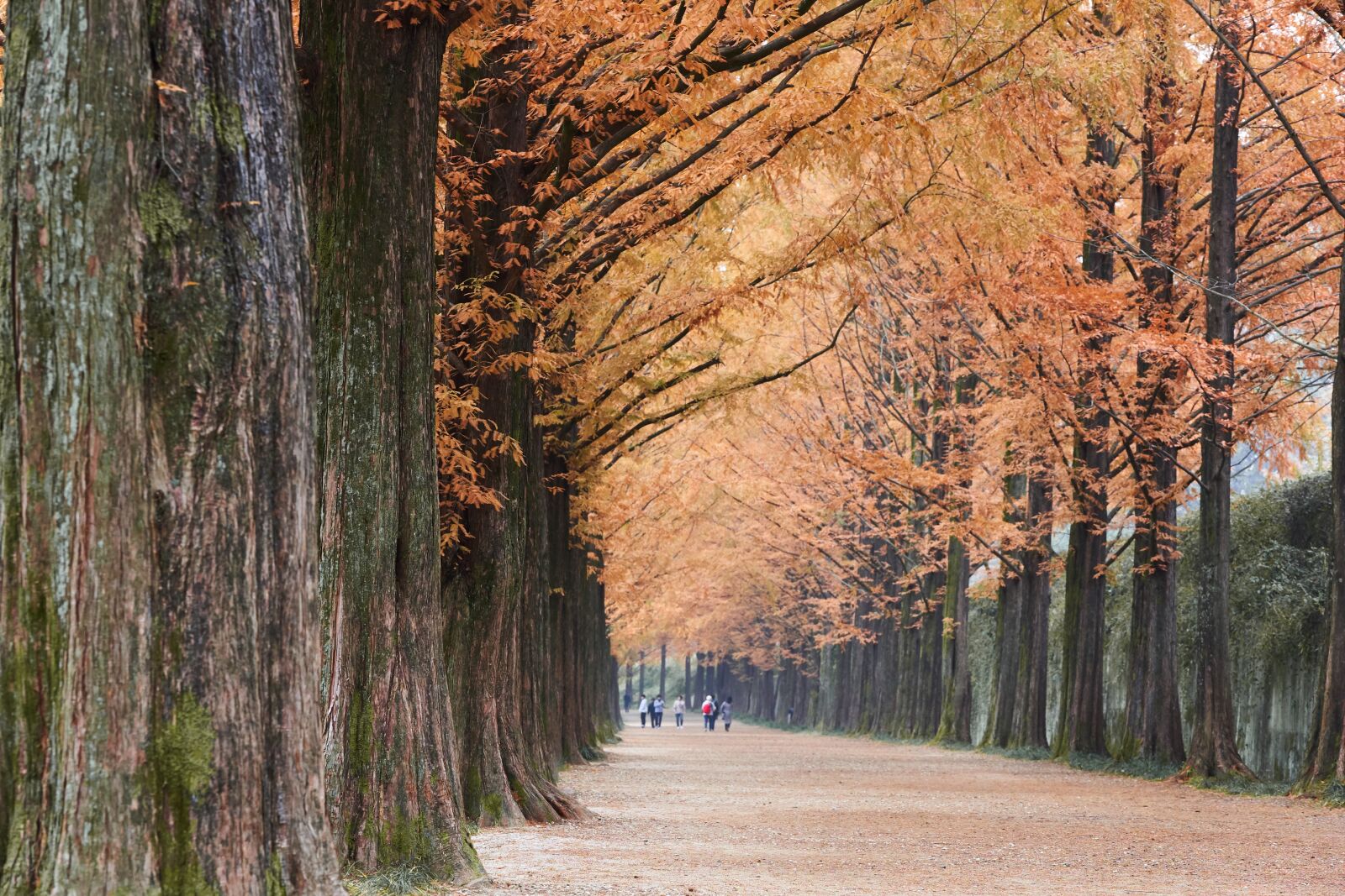 Sigma 70-200mm F2.8 EX DG OS HSM sample photo. Damyang metasequoia in korea photography