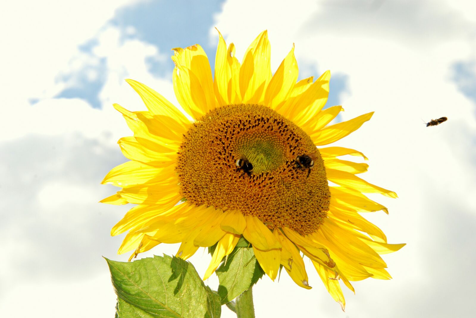 Nikon D80 sample photo. Sunflower, bee, sky photography