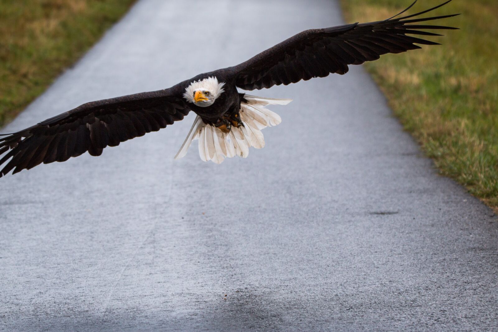 150-600mm F5-6.3 DG OS HSM | Contemporary 015 sample photo. Bald eagle, flying, in photography