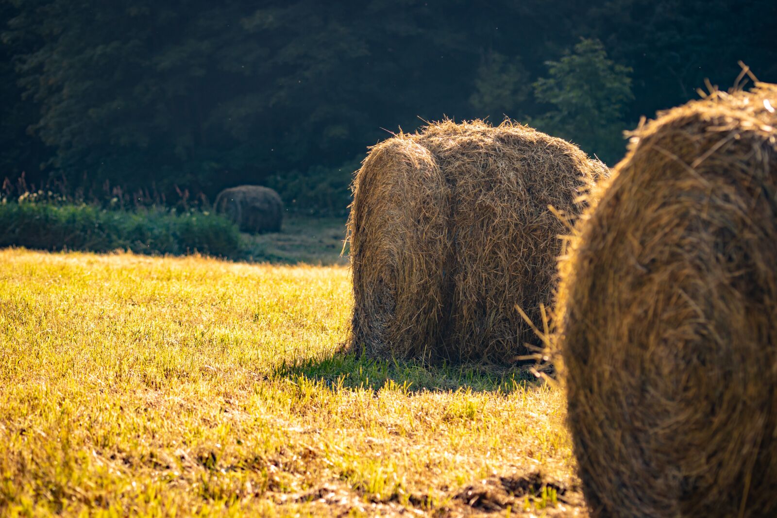 Tamron SP 90mm F2.8 Di VC USD 1:1 Macro (F004) sample photo. Straw, meadow, hay bales photography