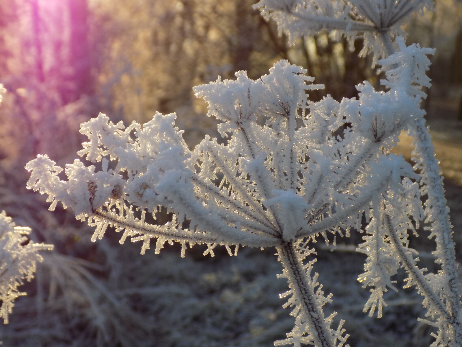 Nikon COOLPIX L340 sample photo. Frost, white, icy photography