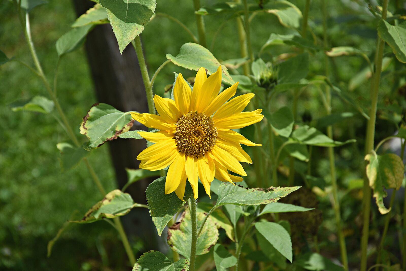 Nikon D3400 sample photo. Sunflower, yellow, flower photography