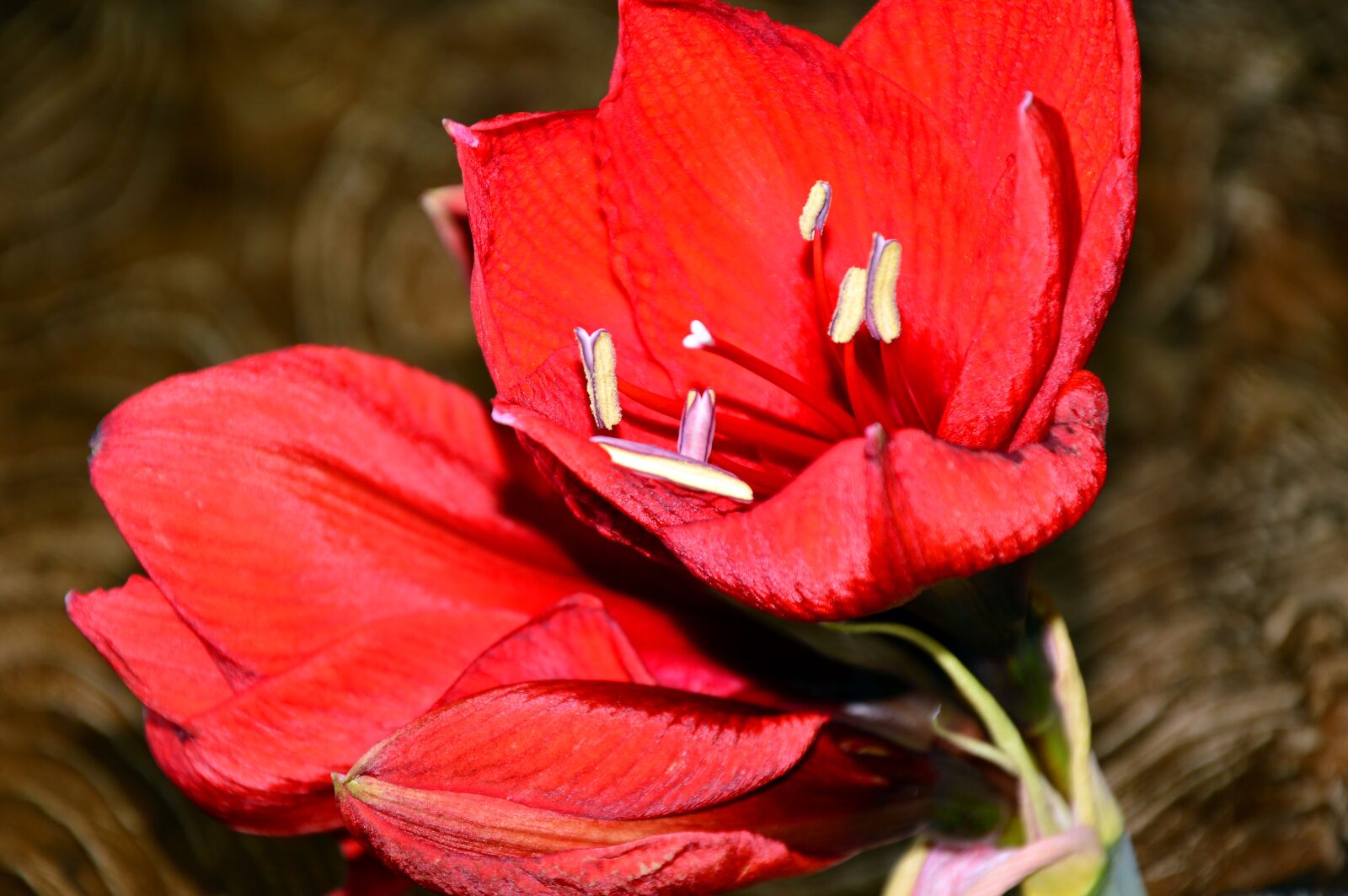Nikon D3200 sample photo. Amaryllis, amaryllis plant, blossom photography