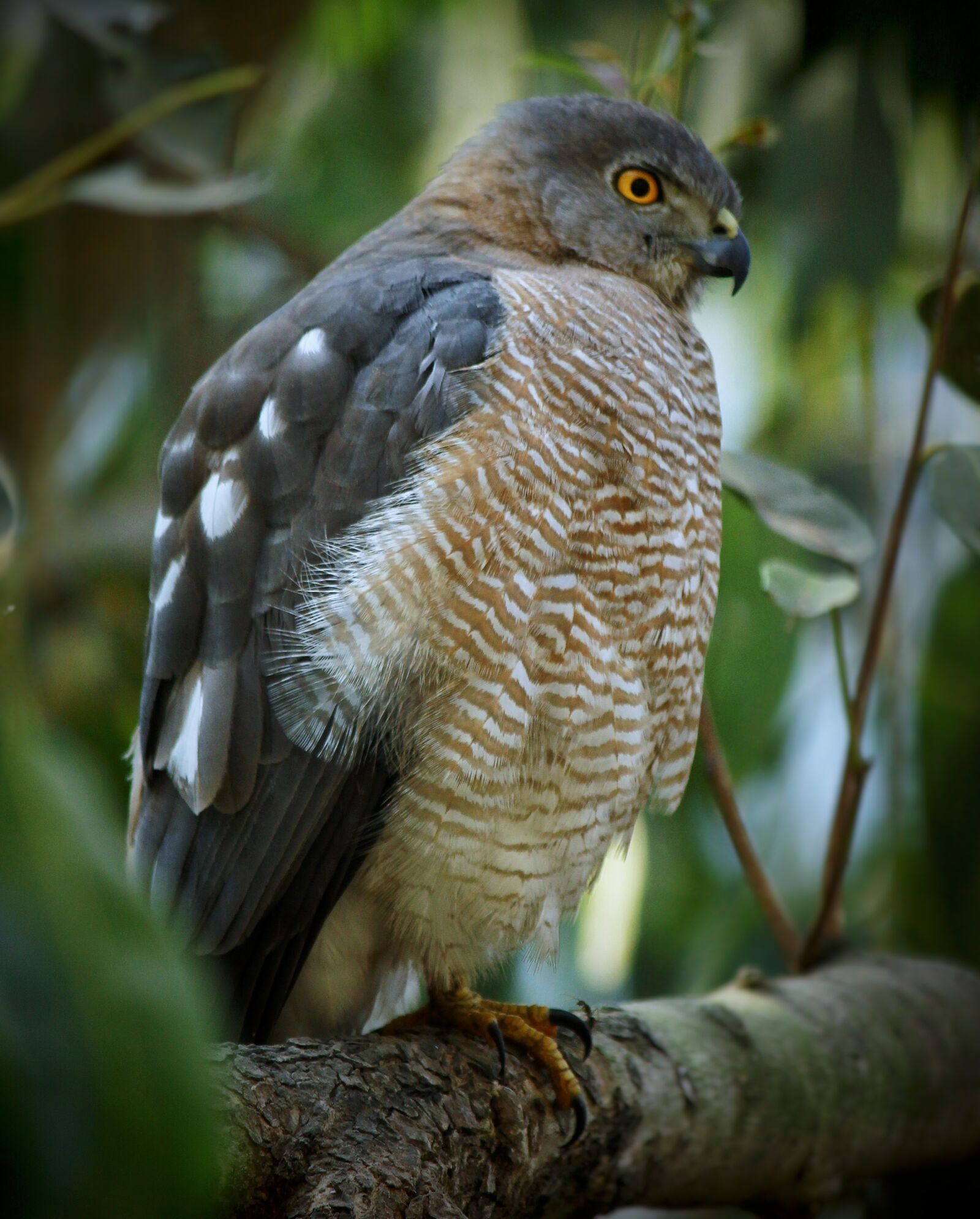 Canon EOS 1300D (EOS Rebel T6 / EOS Kiss X80) sample photo. Bird, wildlife, feather photography