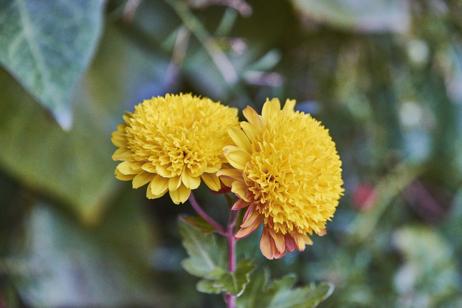 Nikon D7200 sample photo. Margaritas, garden, flower photography