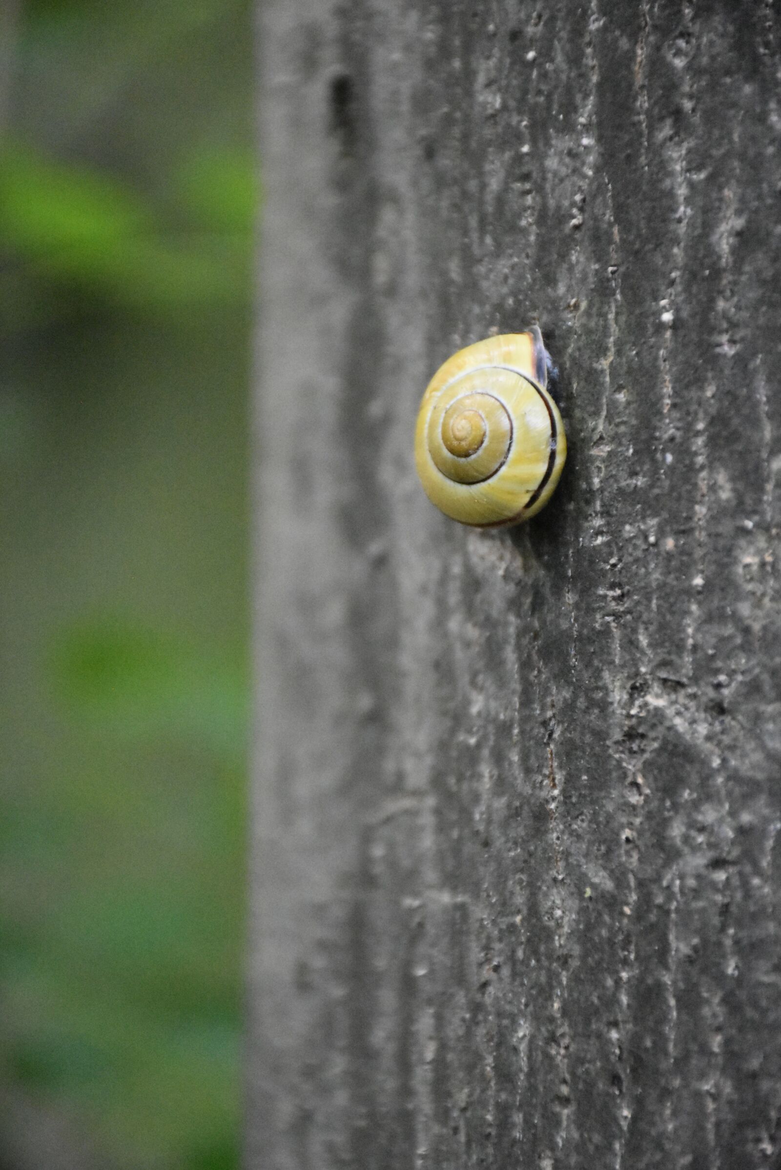 Nikon D7200 sample photo. Nature, green, animal photography