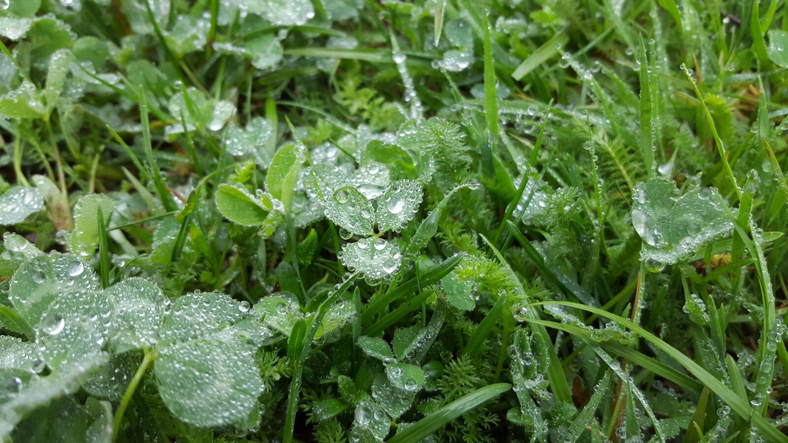 Samsung Galaxy S6 sample photo. Plant, leaf, nature photography