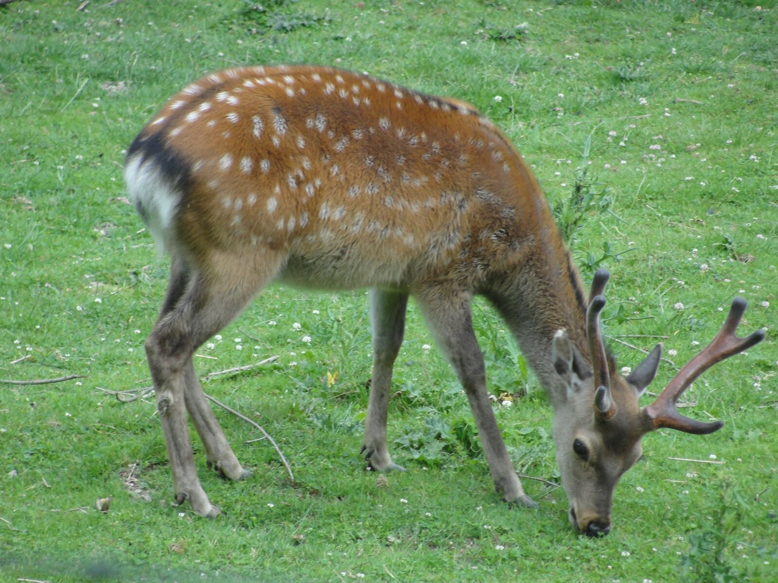 Sony Cyber-shot DSC-H20 sample photo. Roe deer, zoo, animal photography