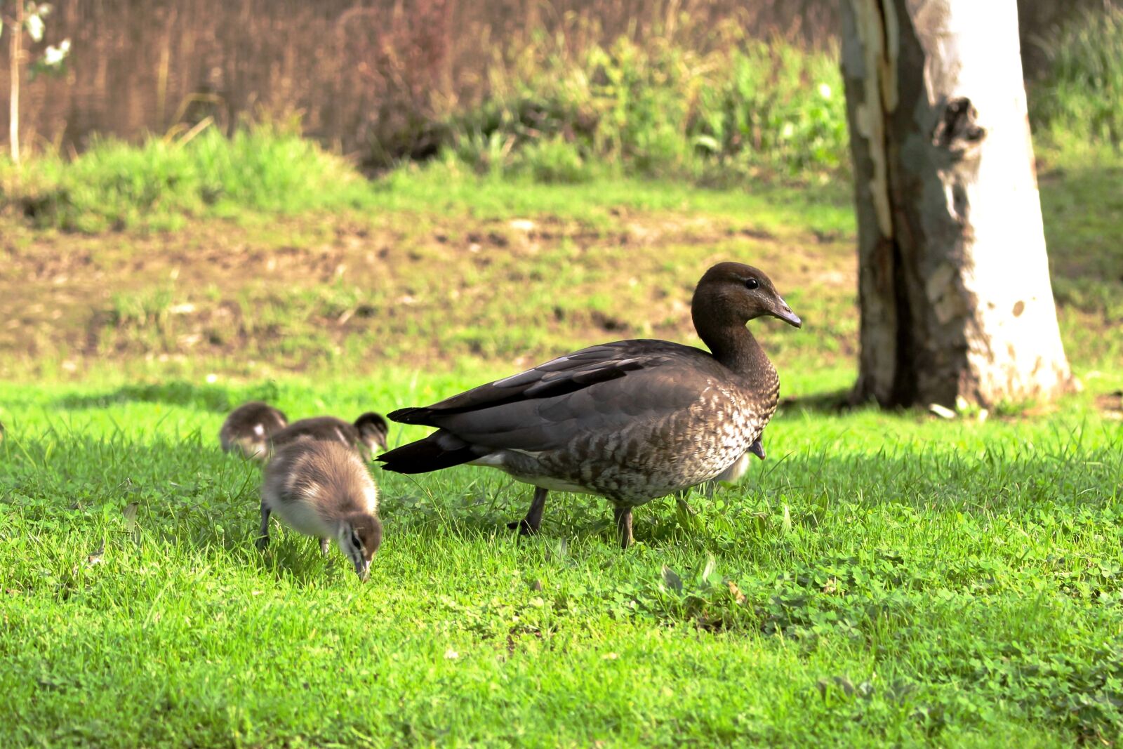Canon EOS 700D (EOS Rebel T5i / EOS Kiss X7i) sample photo. Australian wood ducks, hen photography