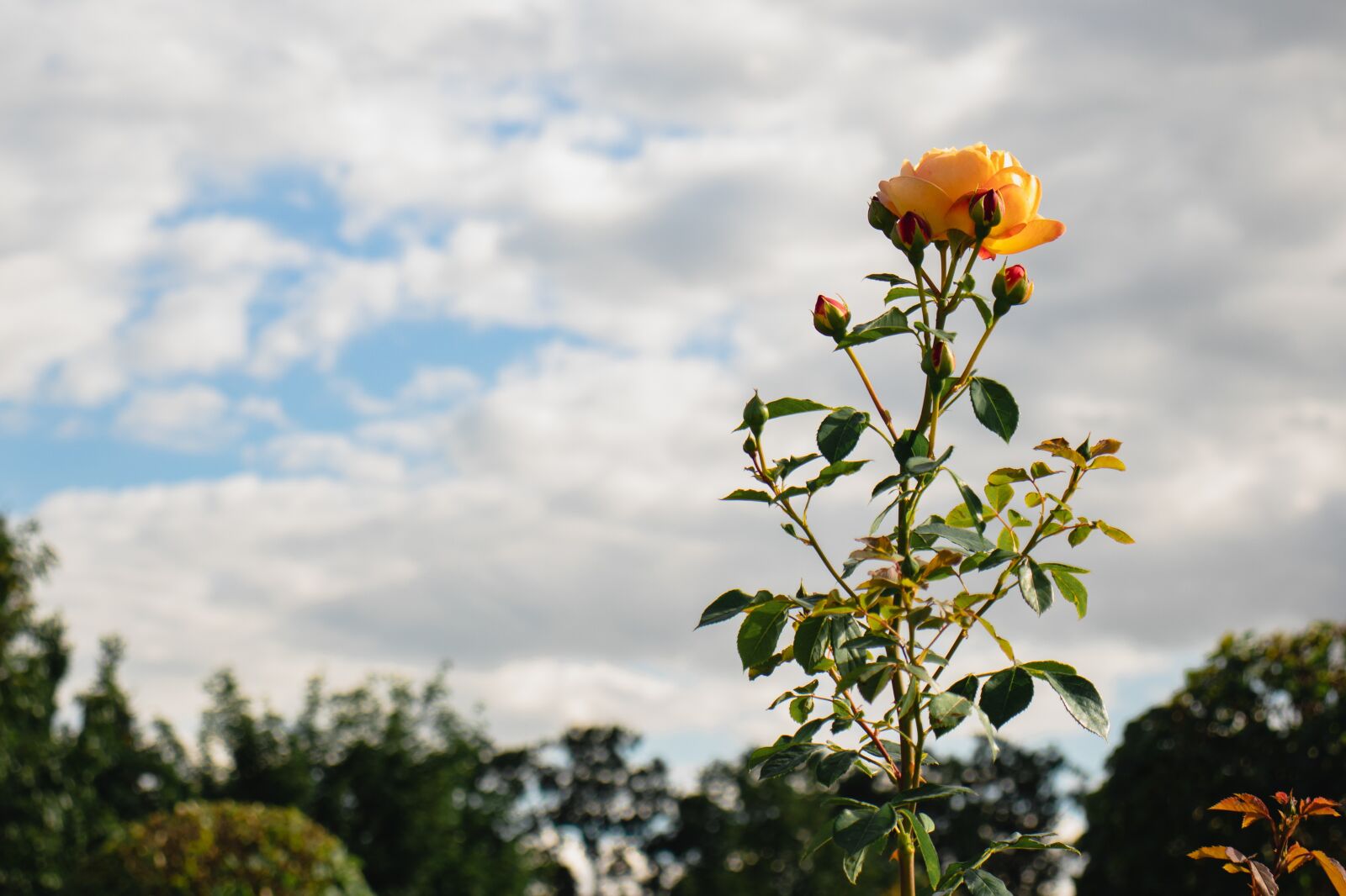 Canon EOS 77D (EOS 9000D / EOS 770D) sample photo. Roses, rose, flower photography