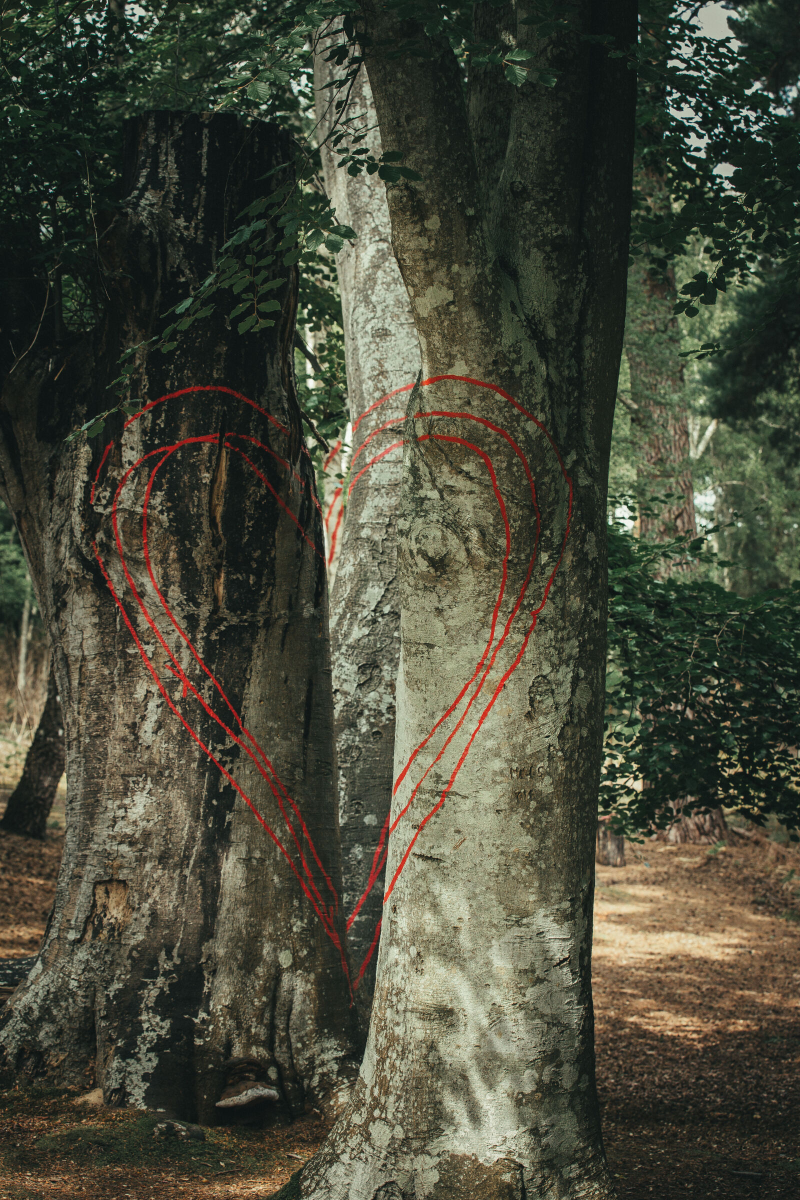 Canon EF 70-200mm F2.8L IS II USM sample photo. Abandoned, beautiful, brownsea, island photography