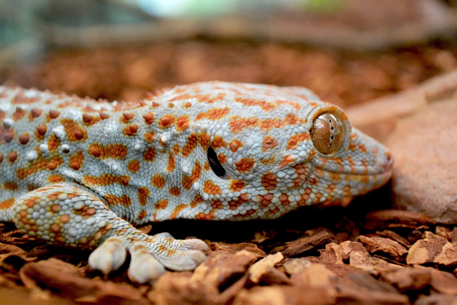 Nikon D3100 sample photo. Animal, nature, natural photography