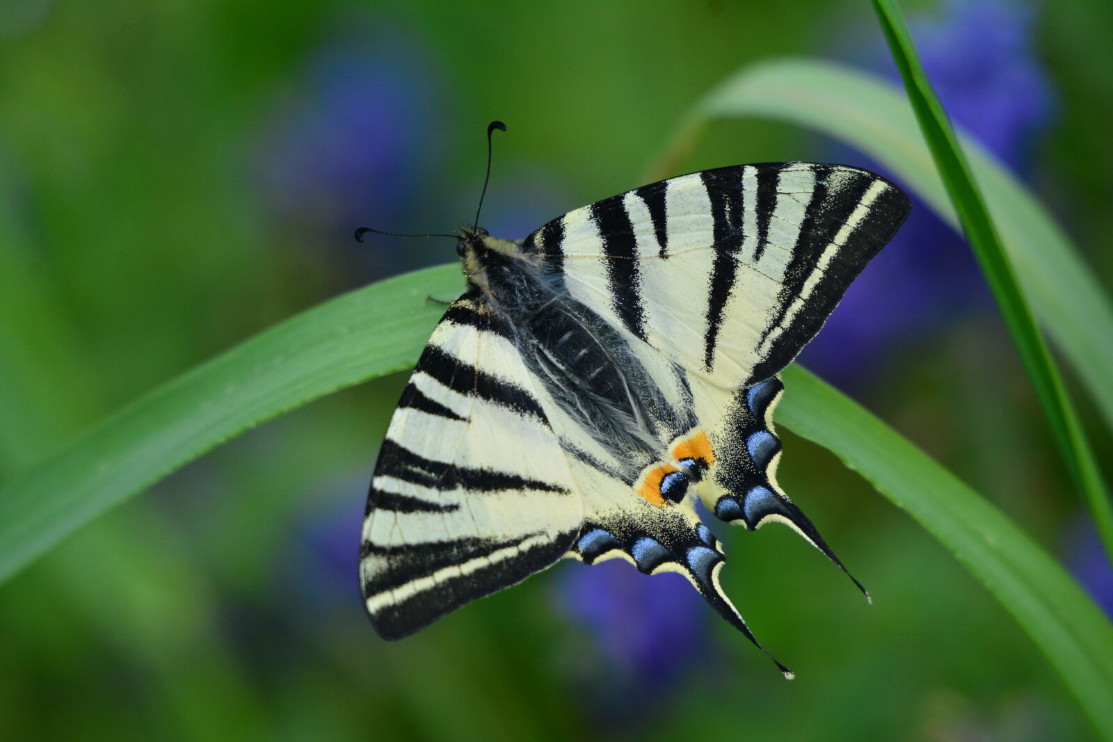 Nikon D7100 sample photo