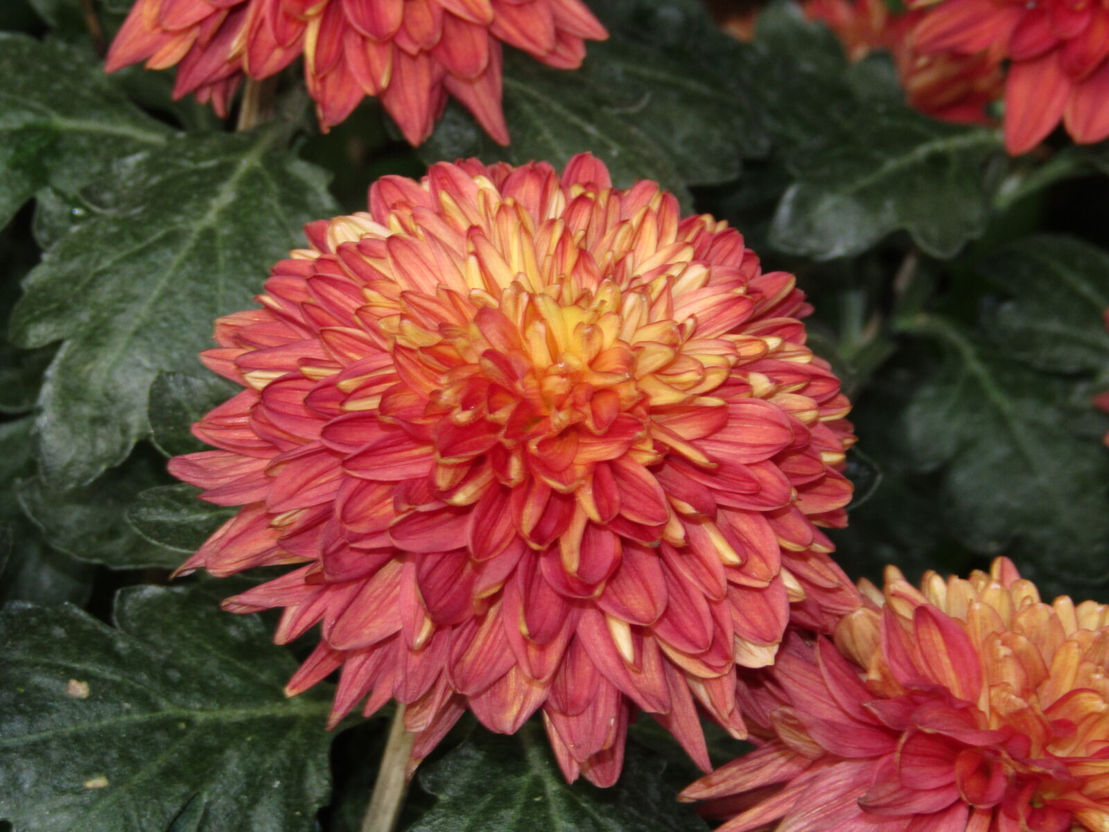 Canon PowerShot SX410 IS sample photo. Close, up, of, red photography